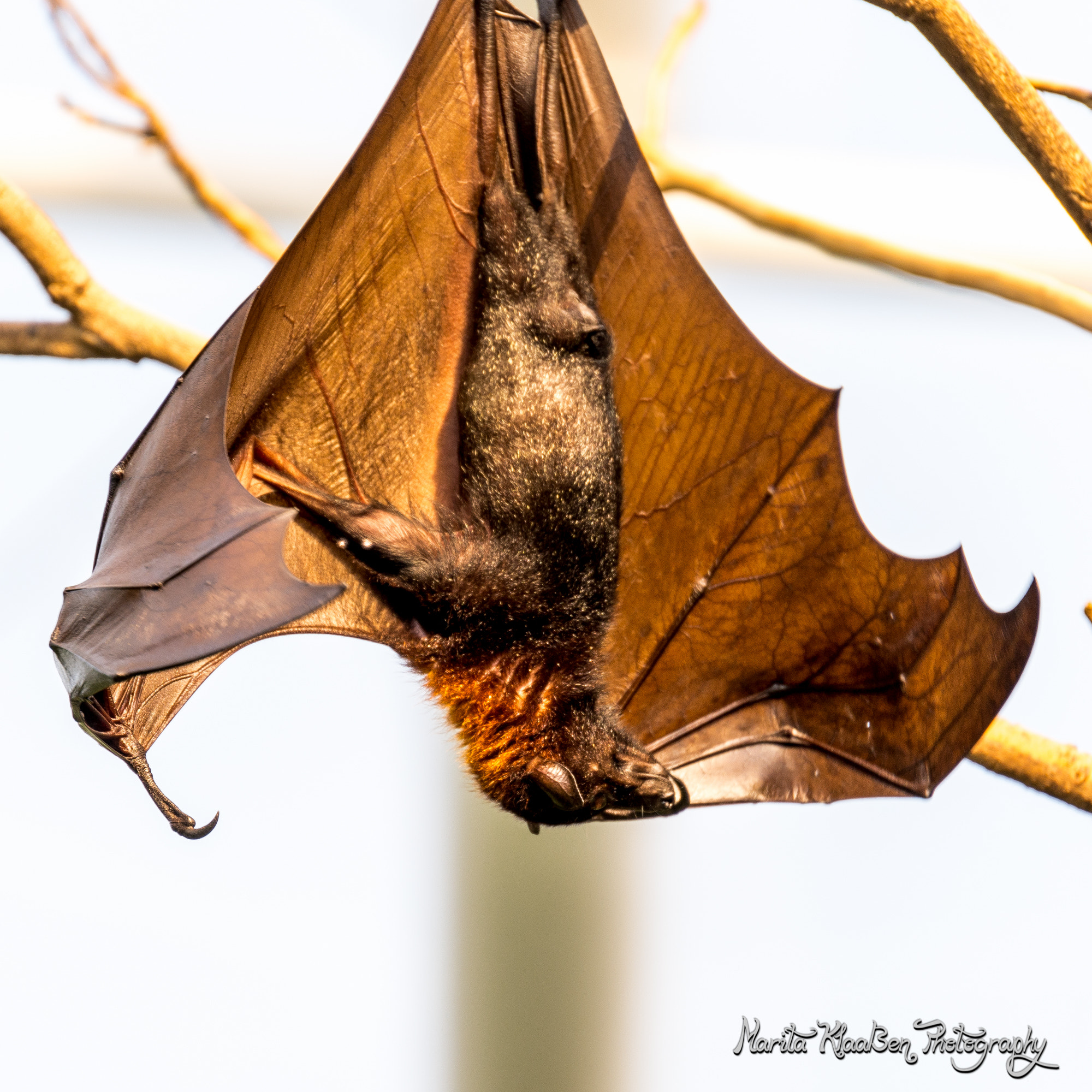 Tamron SP 70-200mm F2.8 Di VC USD sample photo. Flughund photography