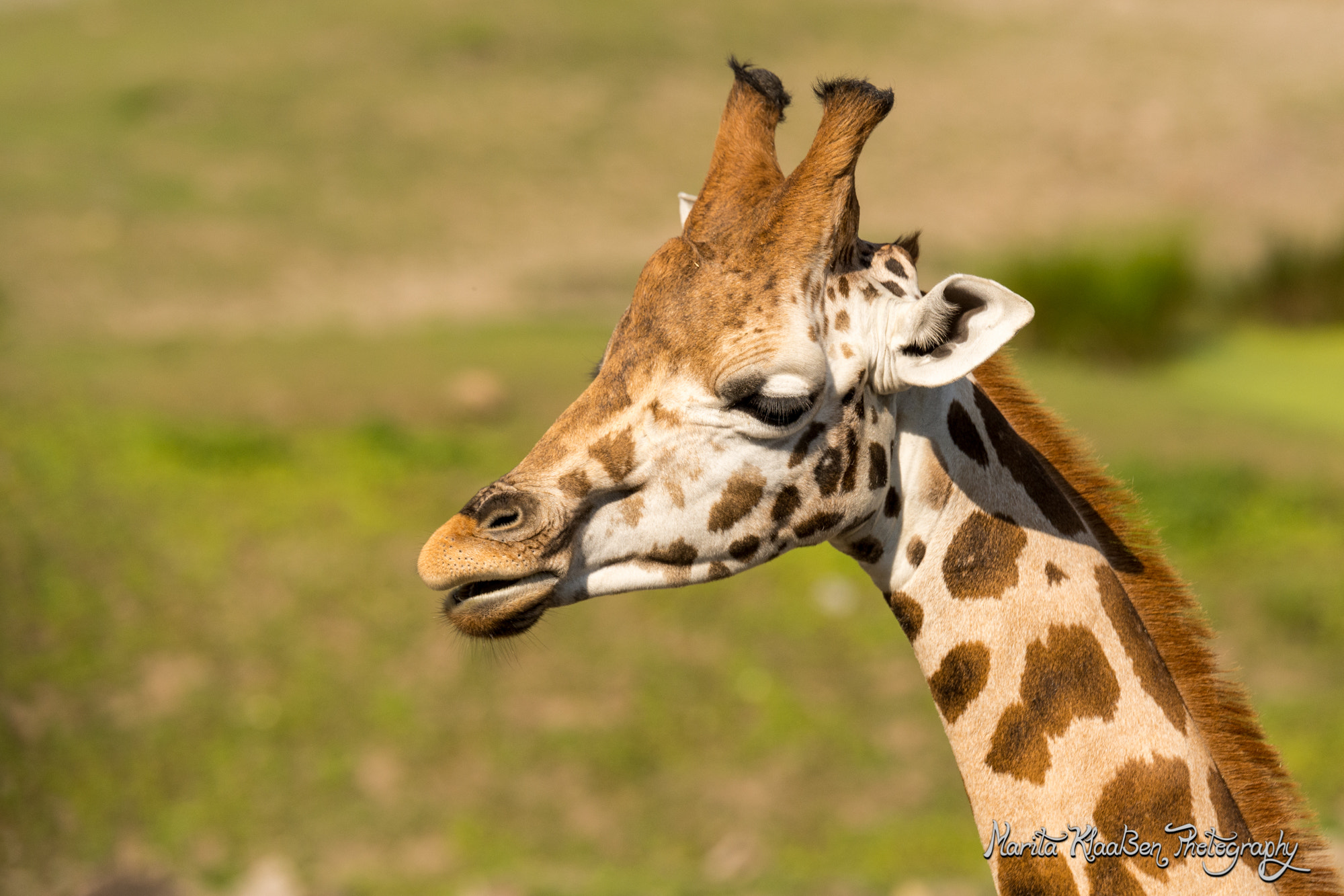 Tamron SP 70-200mm F2.8 Di VC USD sample photo. Giraffe photography