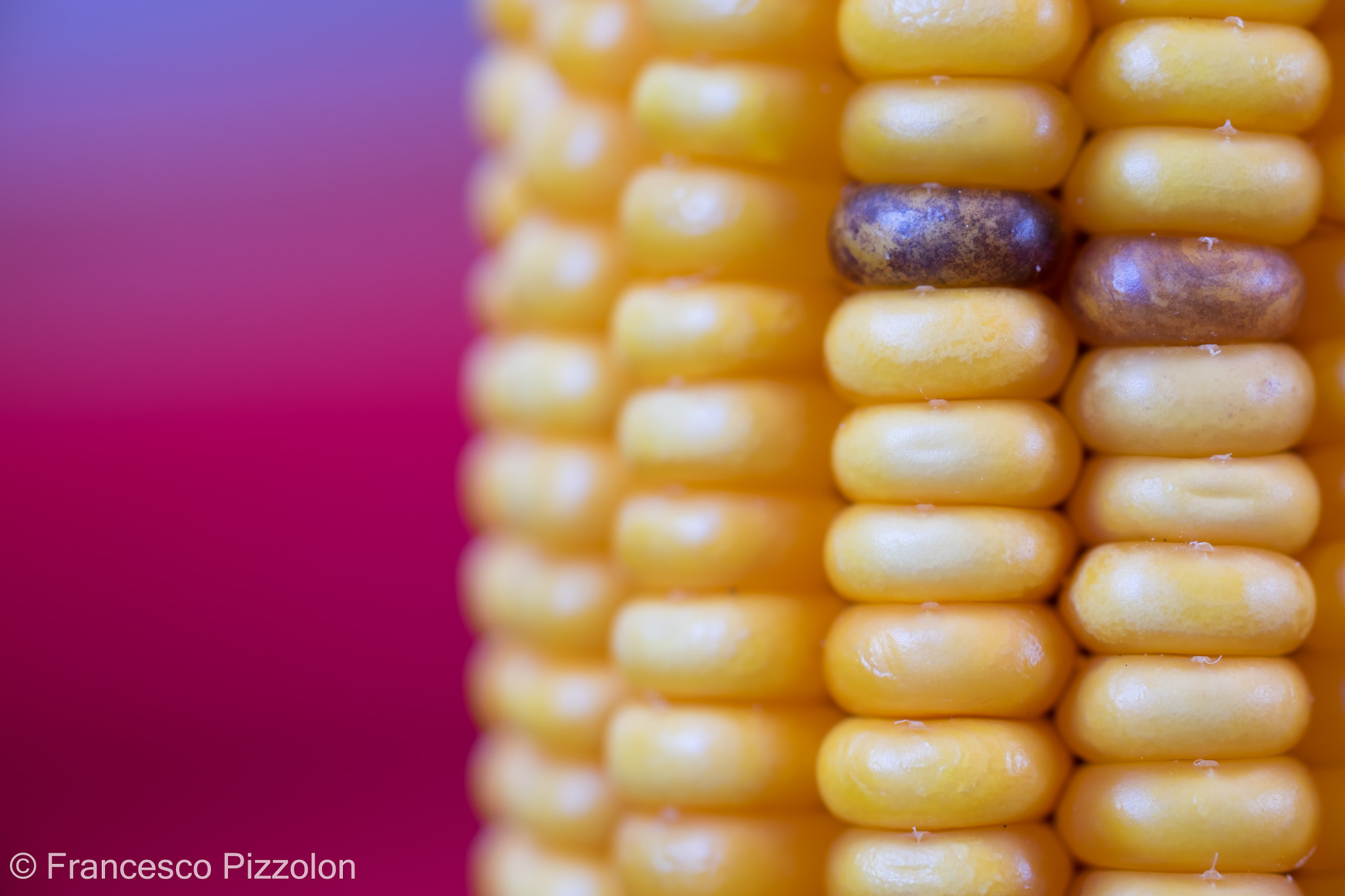 Fujifilm X-T10 + Fujifilm XF 60mm F2.4 R Macro sample photo. Corn photography