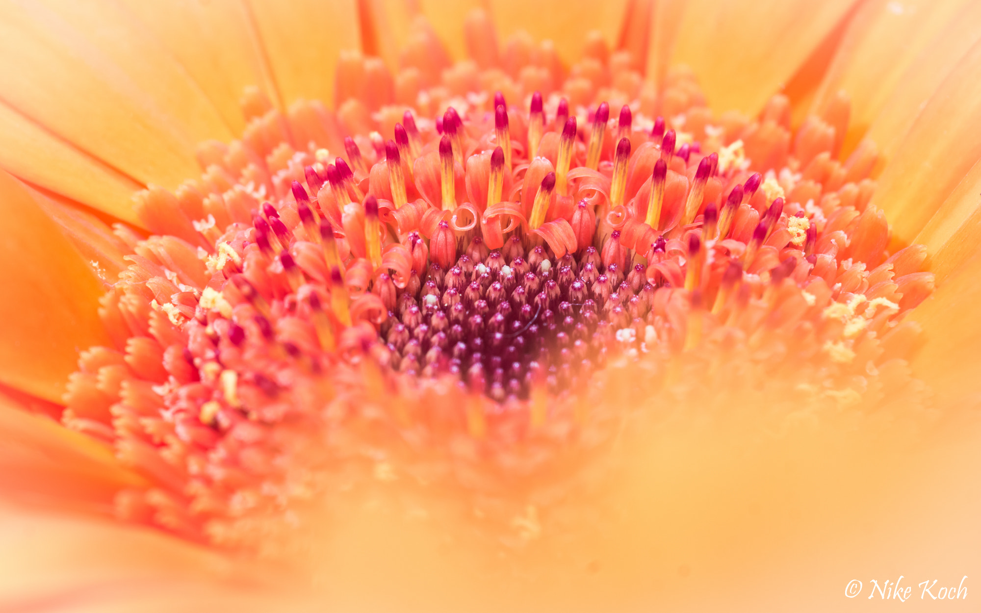 Sony SLT-A77 + Sigma 30mm F1.4 EX DC HSM sample photo. Gerbera close-up photography