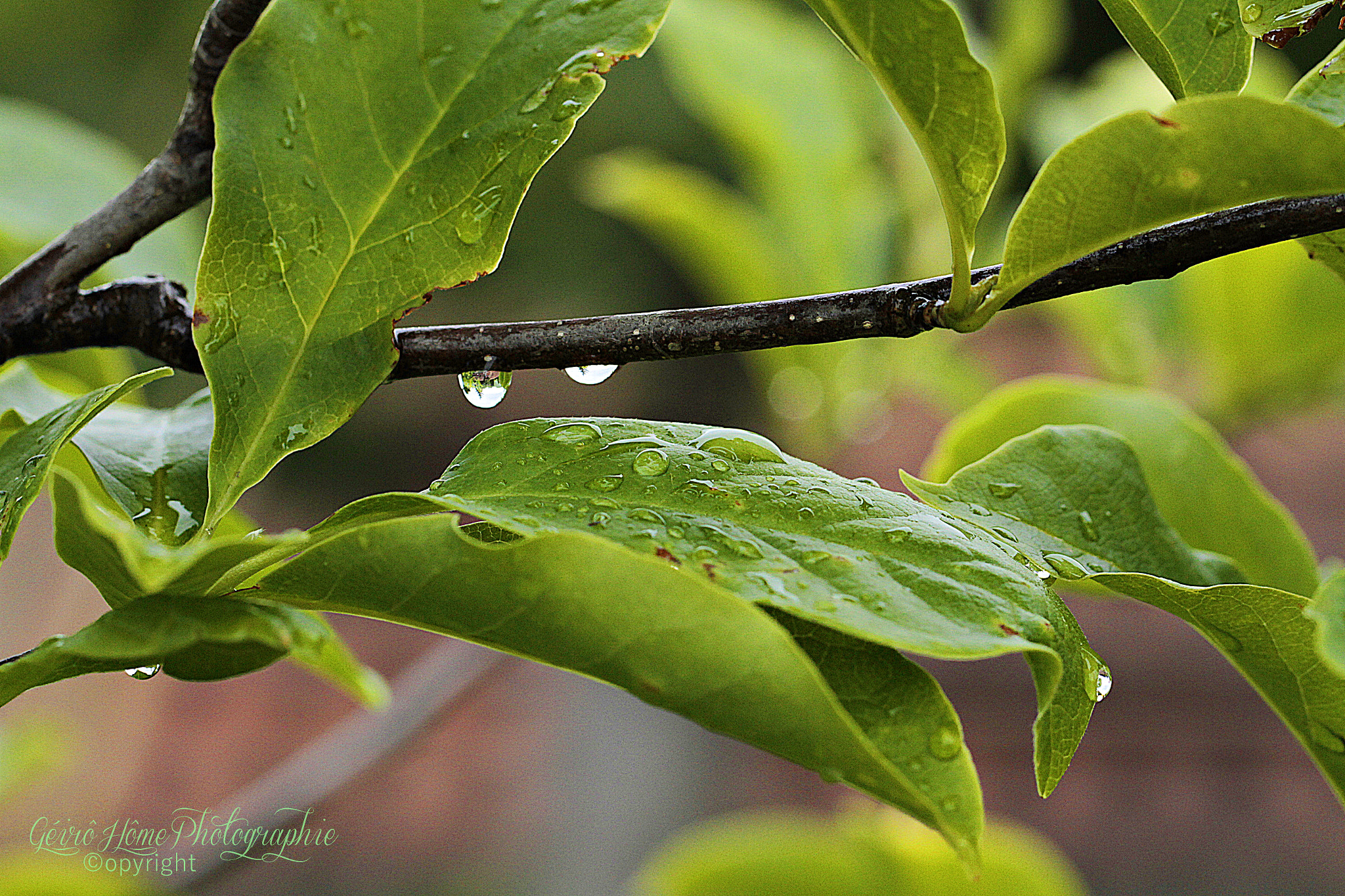 Canon EOS 7D sample photo. Green drop photography