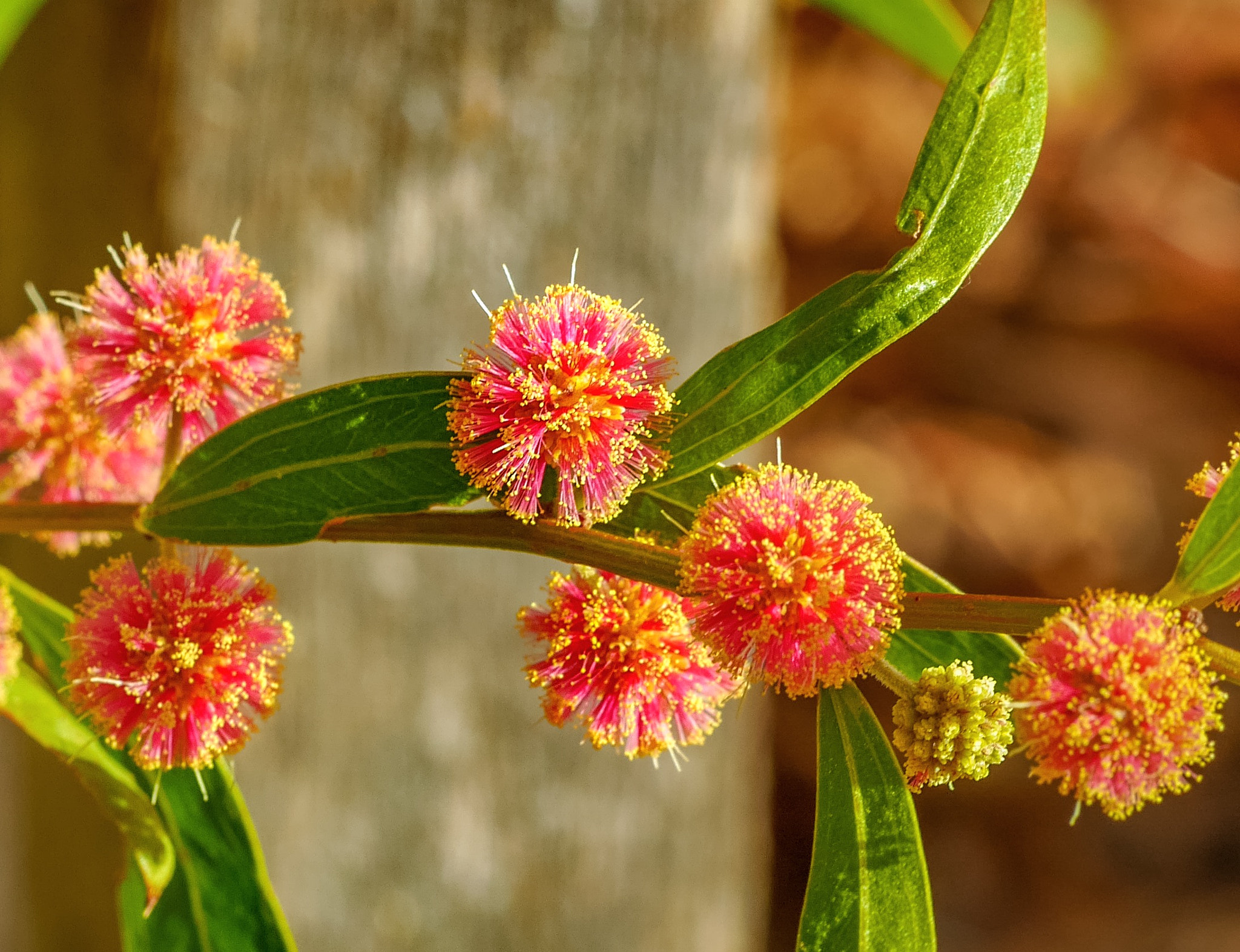 Panasonic DMC-GM1S sample photo. Natures tiny pompoms - floriade 2016 - location: c ... photography