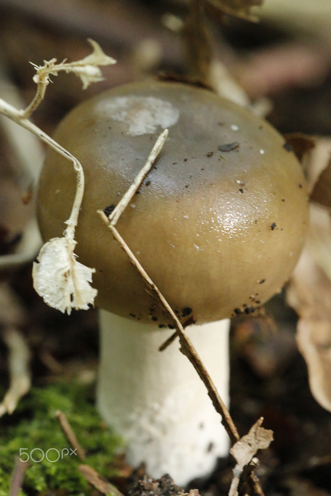 Sigma APO Macro 180mm F2.8 EX DG OS HSM sample photo. Russula vesca mushroom photography