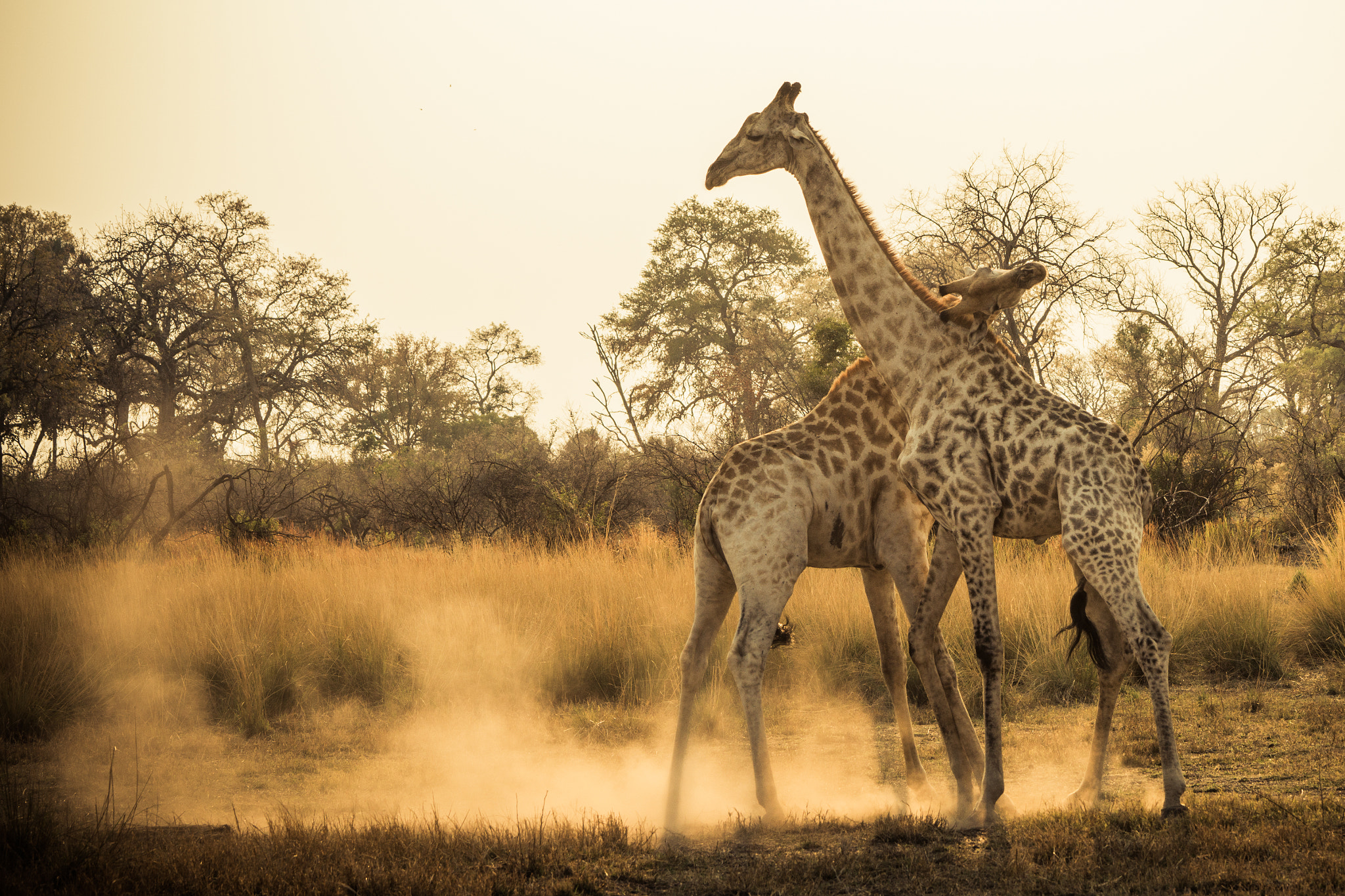 Sony a99 II sample photo. Giraffes' fight photography