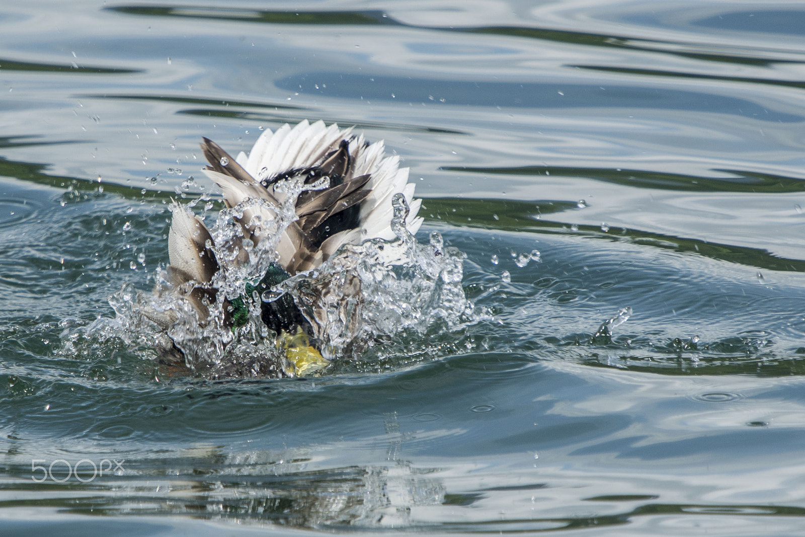 Sony ILCA-77M2 + 98-280mm F4 sample photo. Duck photography