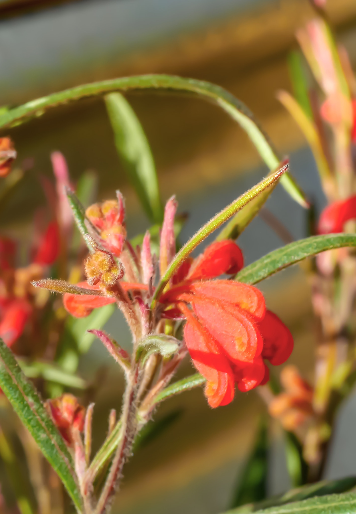 Panasonic DMC-GM1S sample photo. Tangerine kangaroo paw - floriade 2016 - location: ... photography