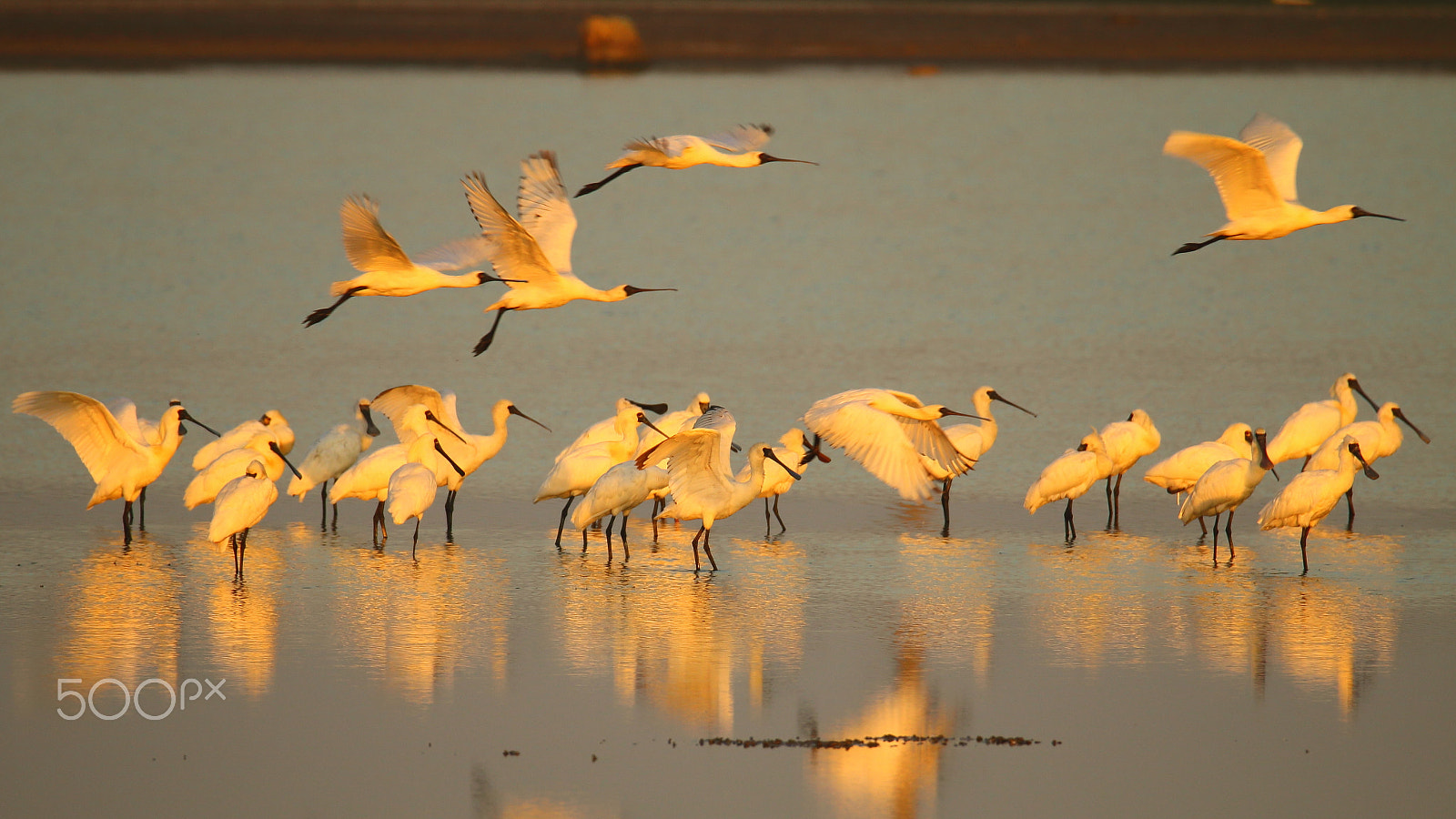 Canon EOS 70D sample photo. Black-faced spoonbill in the morning photography