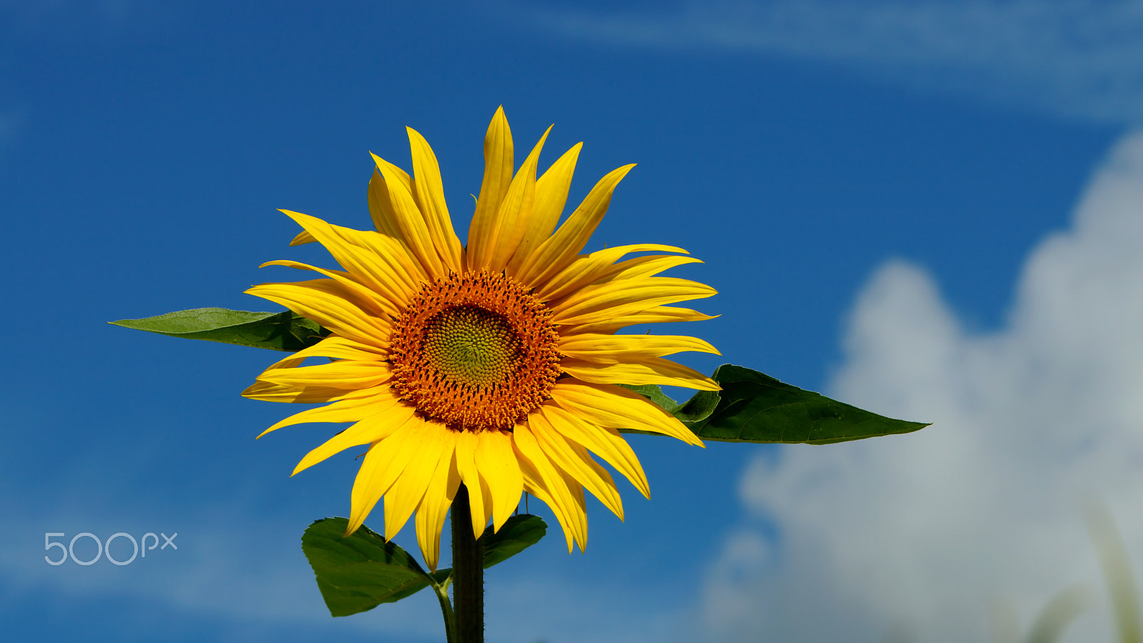 Sony SLT-A77 sample photo. Sunflower photography