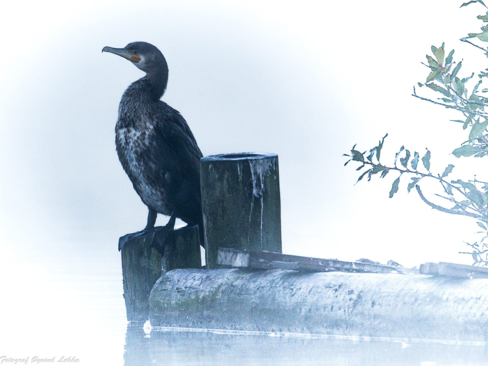 Canon EF 500mm F4L IS USM sample photo. Cormorants in the fog photography