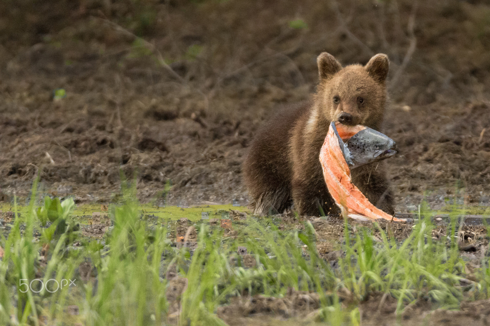 Canon EOS 60D + 150-600mm F5-6.3 DG OS HSM | Sports 014 sample photo. Brown bear cub is eating a huge fish for dinner photography