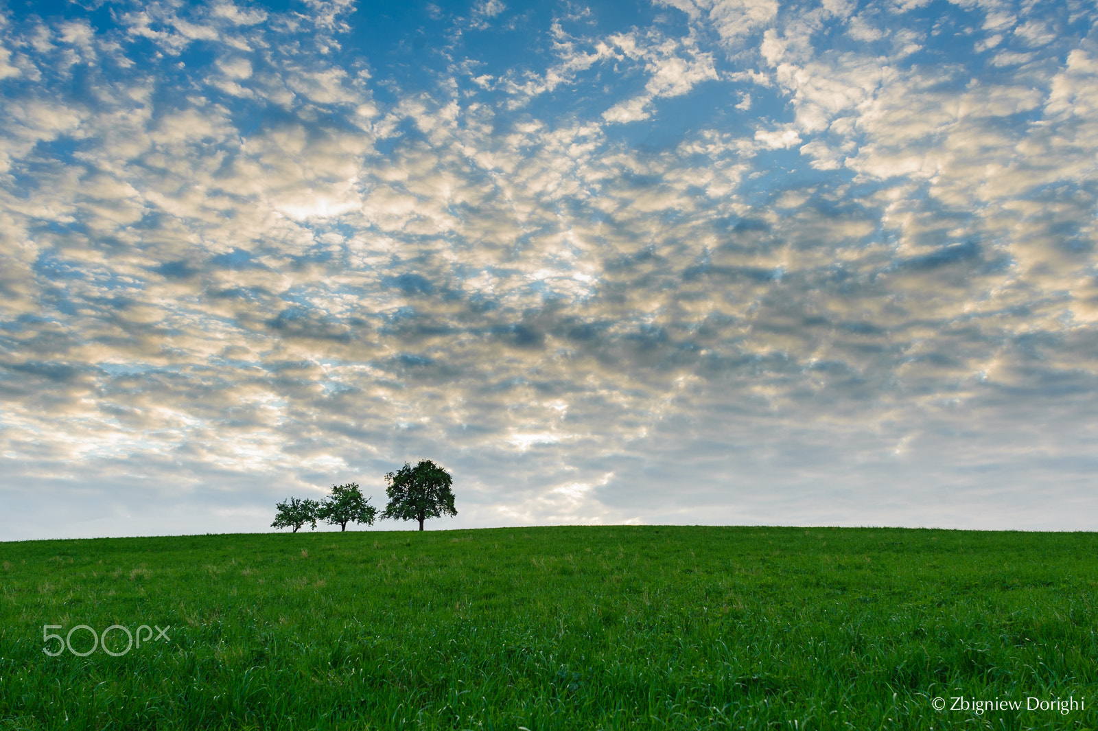 Nikon D700 + Sigma 24mm F1.8 EX DG Aspherical Macro sample photo. Three tress photography