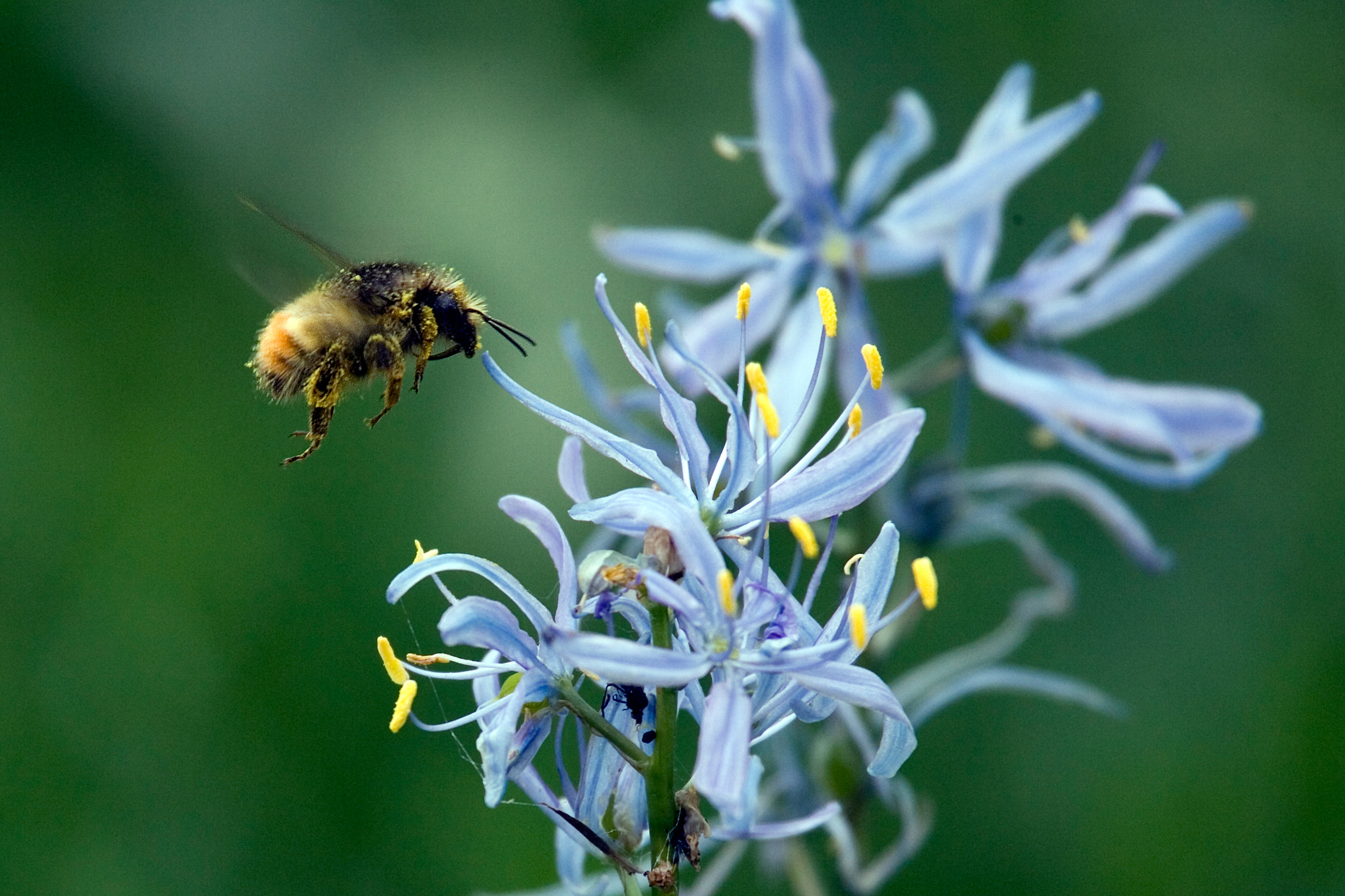 Canon EOS-1D Mark II N sample photo. Bumblebee photography