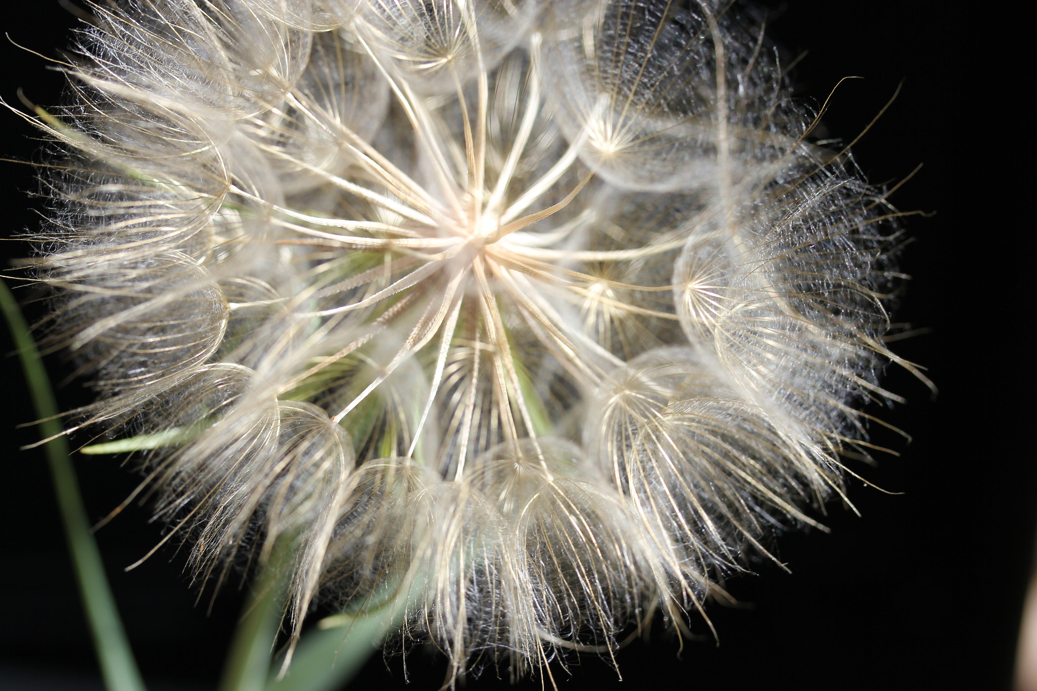 Canon EF-S 60mm F2.8 Macro USM sample photo. Requiem to summer photography