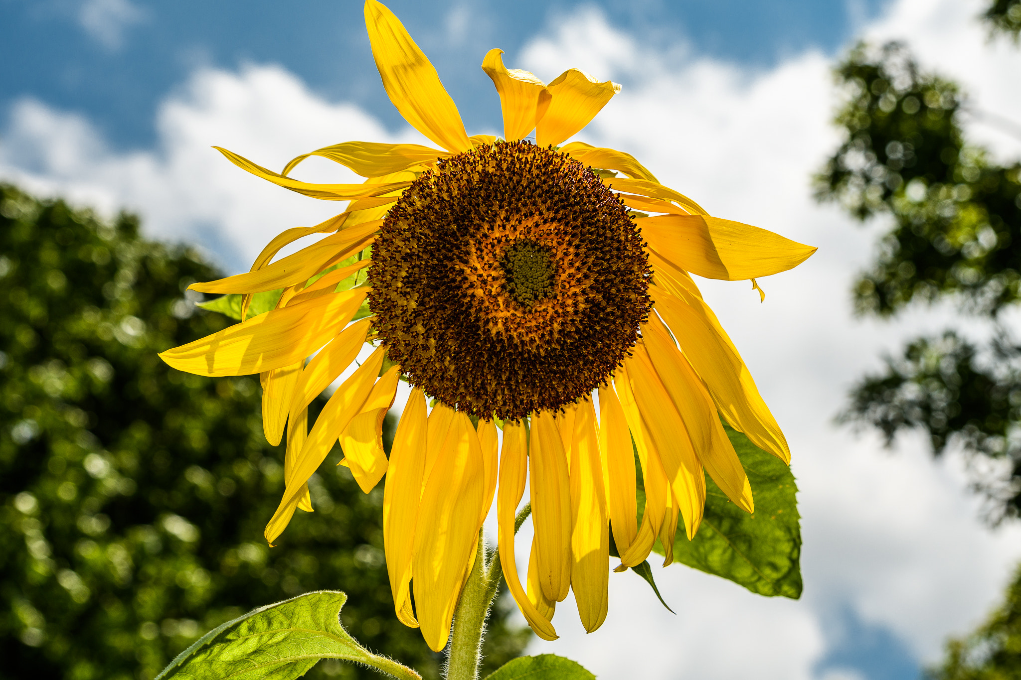 Tamron SP 24-70mm F2.8 Di VC USD sample photo. End of season sunflower photography