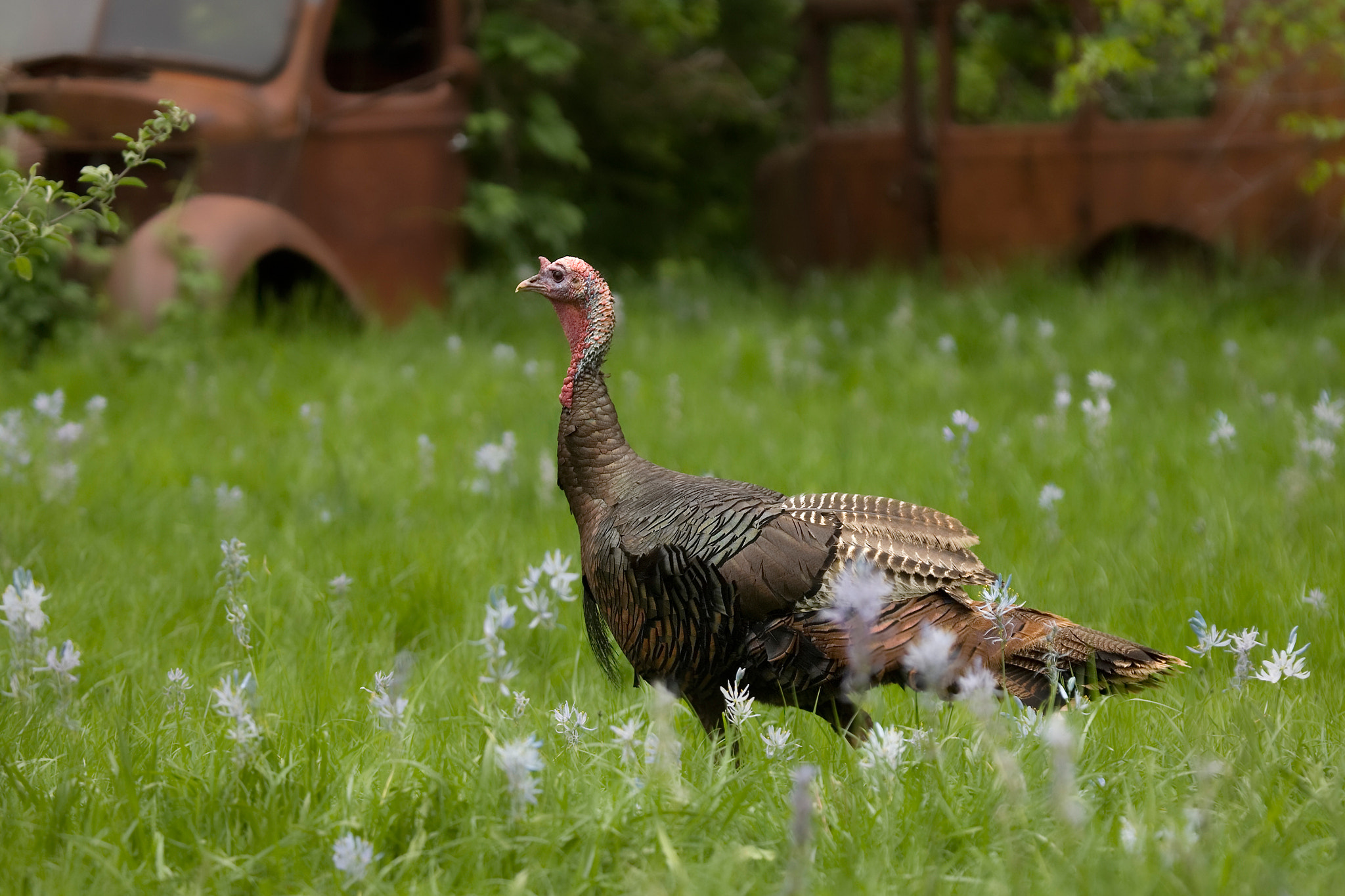 Canon EOS-1D Mark II N + Canon EF 100-400mm F4.5-5.6L IS USM sample photo. Turkey in camus lily. photography