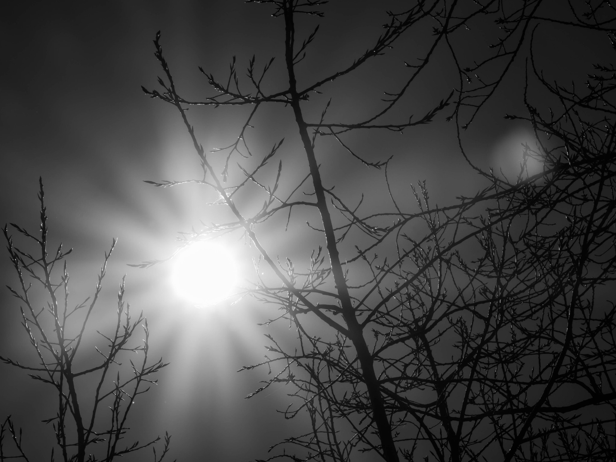 Olympus OM-D E-M10 II sample photo. Sun and trees photography