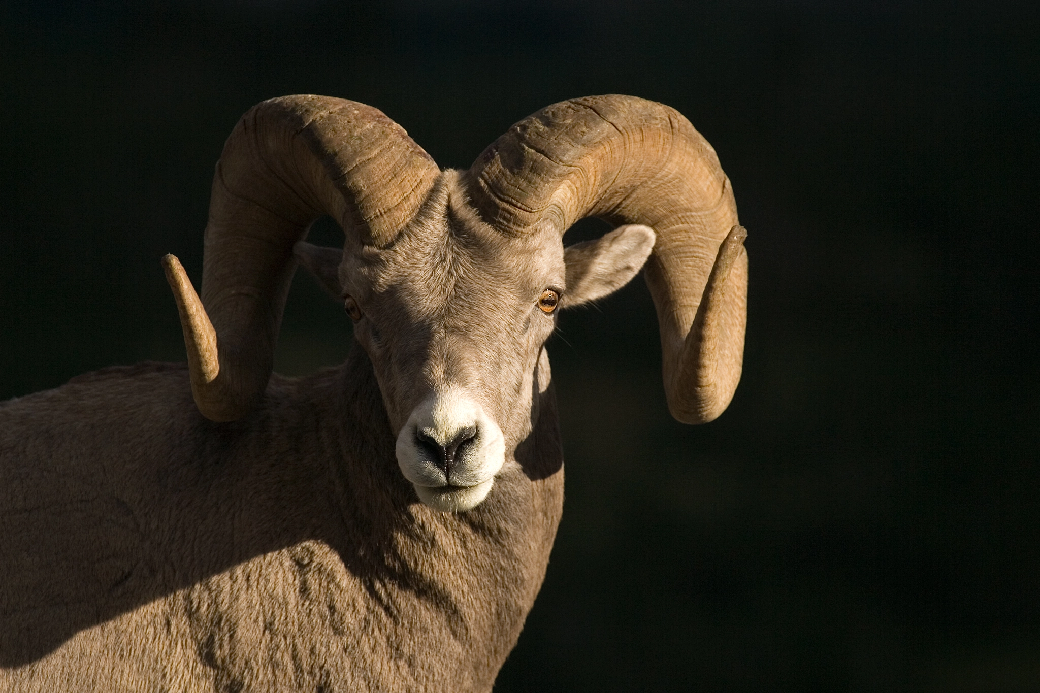 Canon EOS-1D Mark II N + Canon EF 100-400mm F4.5-5.6L IS USM sample photo. Bighorn sheep photography