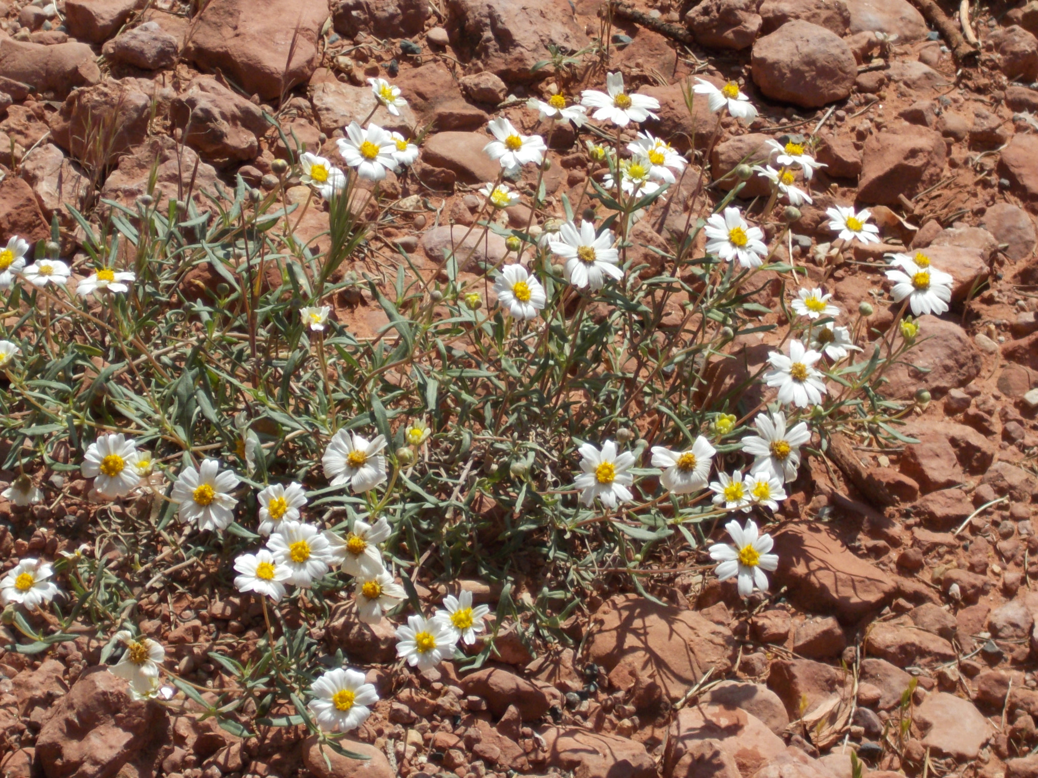 Nikon COOLPIX L27 sample photo. Daisies in the desert photography