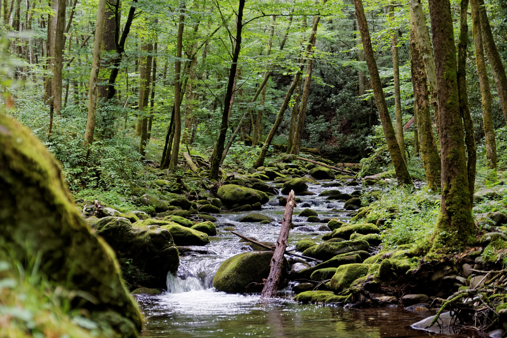 Tamron SP 24-70mm F2.8 Di VC USD sample photo. Smokey mountain national forest photography