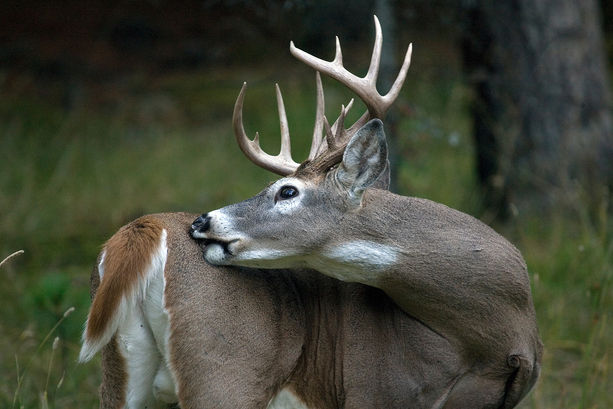 Canon EOS-1D Mark II N + Canon EF 100-400mm F4.5-5.6L IS USM sample photo. Whitetail itch photography