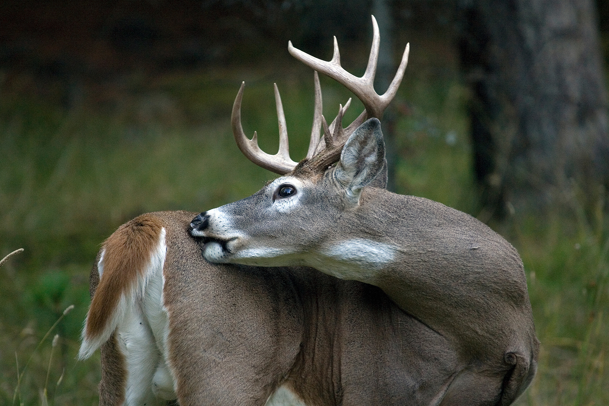 Canon EF 100-400mm F4.5-5.6L IS USM sample photo. Whitetail itch photography