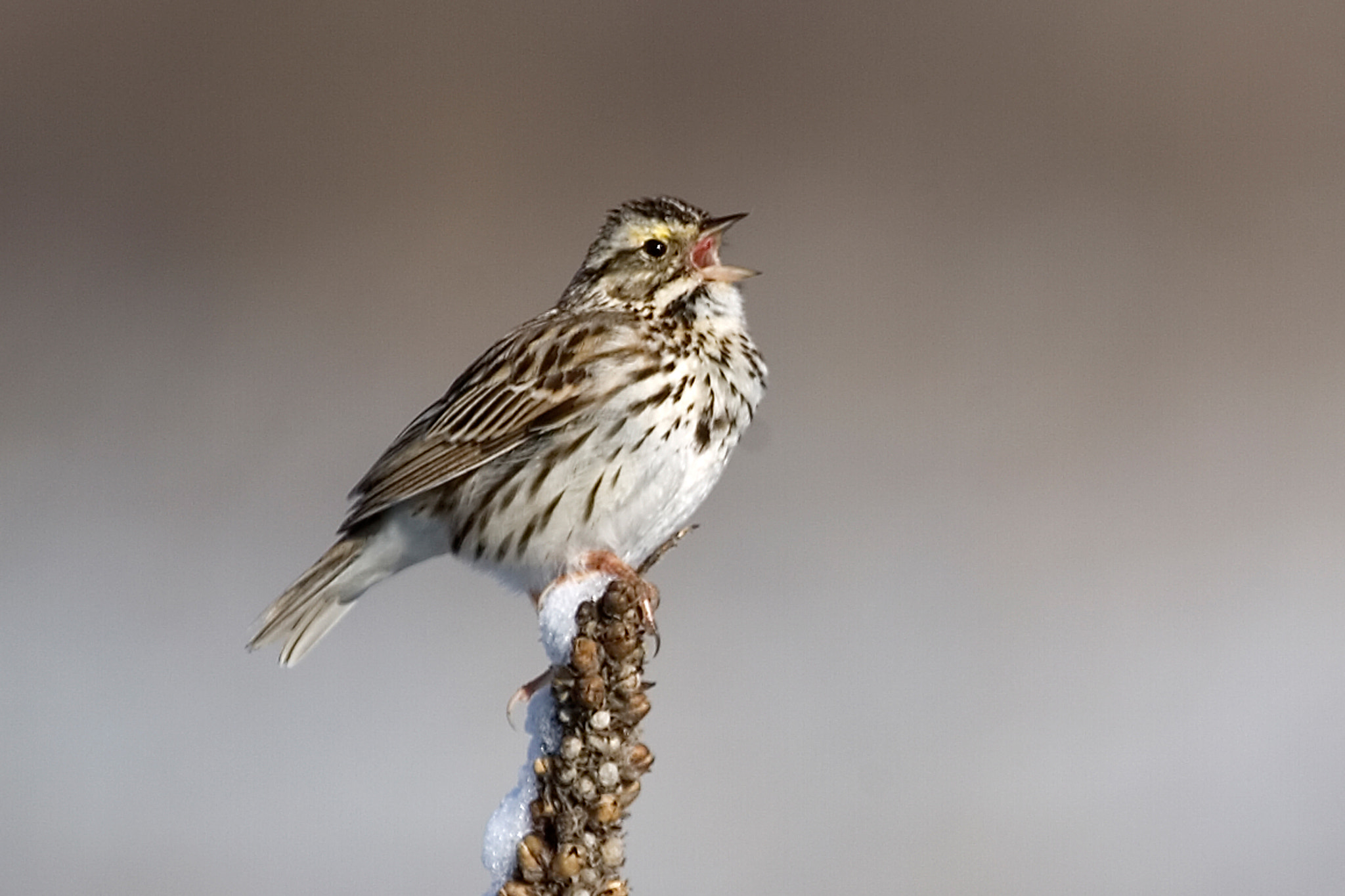 Canon EOS-1D Mark II N + Canon EF 100-400mm F4.5-5.6L IS USM sample photo. Savannah sparrow photography