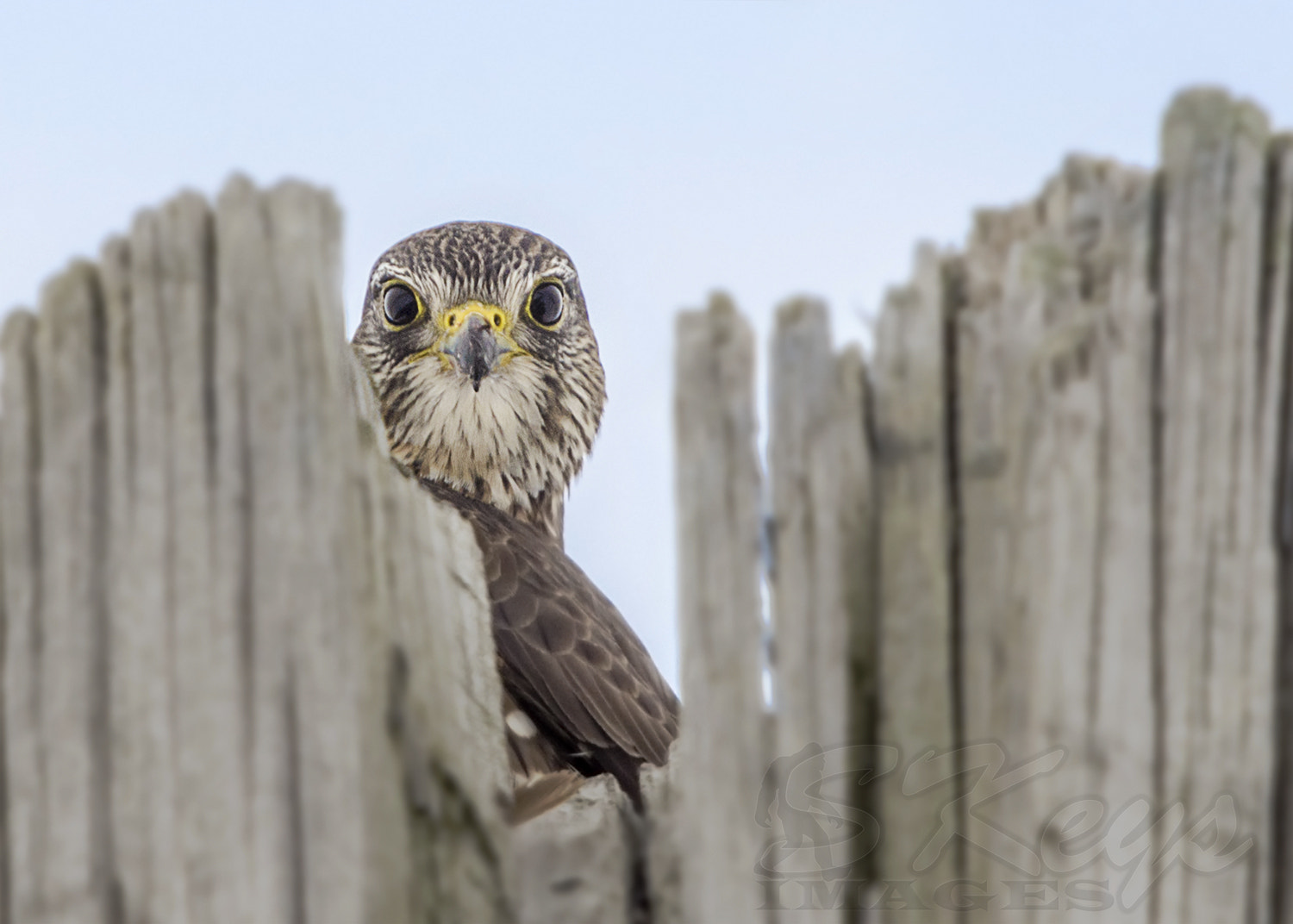 Sigma 500mm F4.5 EX DG HSM sample photo. Eye to eye (merlin) photography