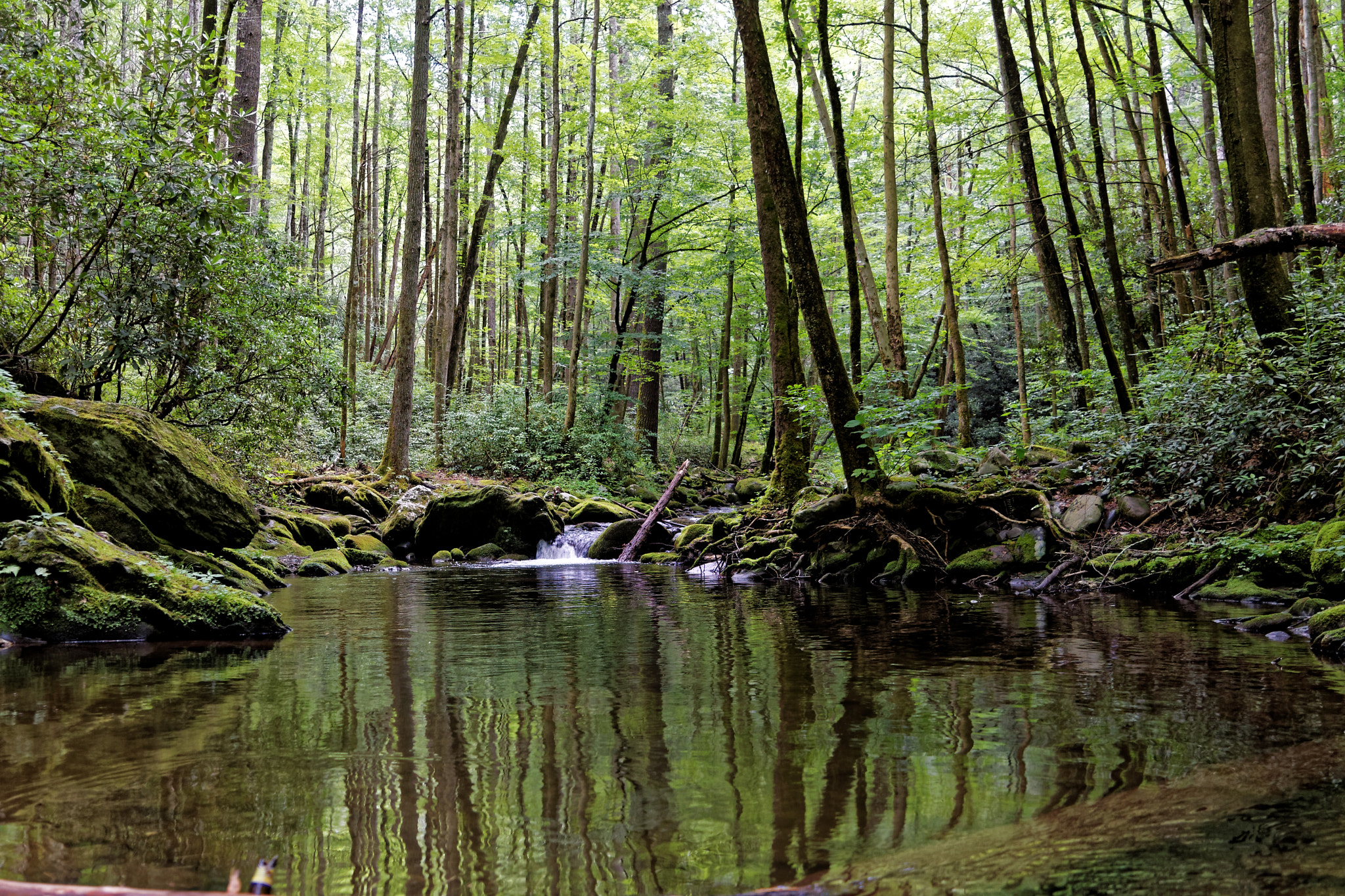 Tamron SP 24-70mm F2.8 Di VC USD sample photo. Smokey mountain national forest photography