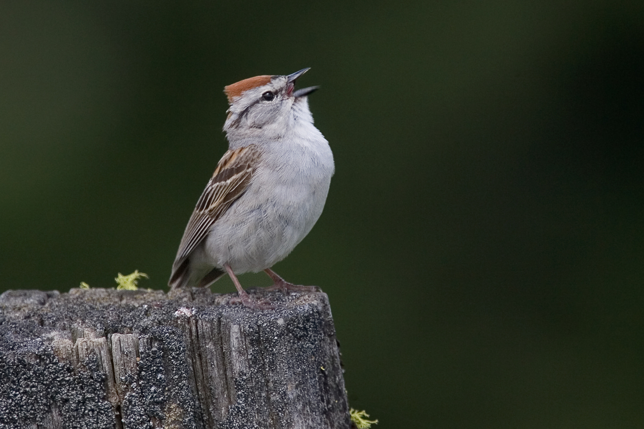Canon EF 100-400mm F4.5-5.6L IS USM sample photo. Chipping sparrow photography