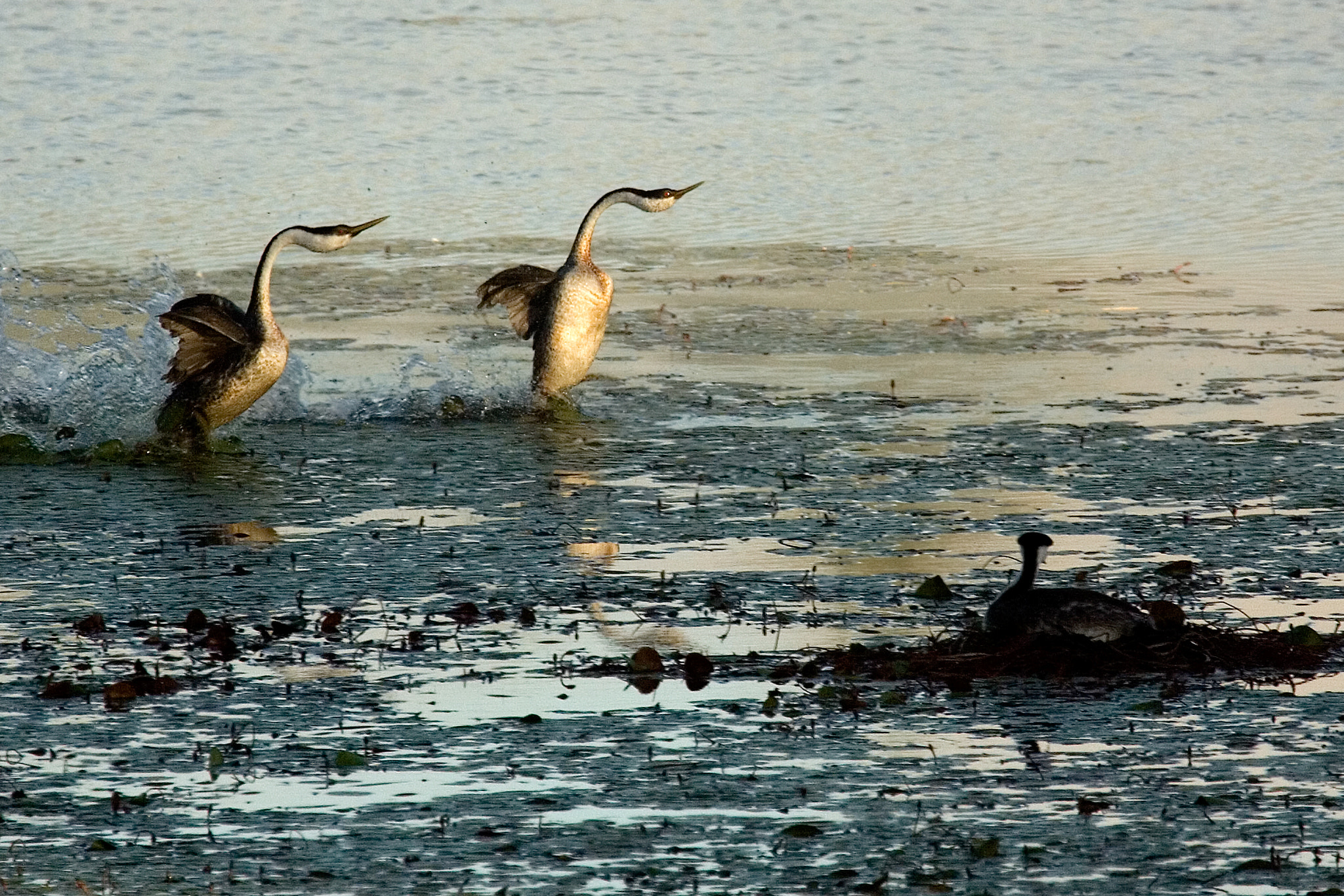 Canon EF 100-400mm F4.5-5.6L IS USM sample photo. Western grebe photography