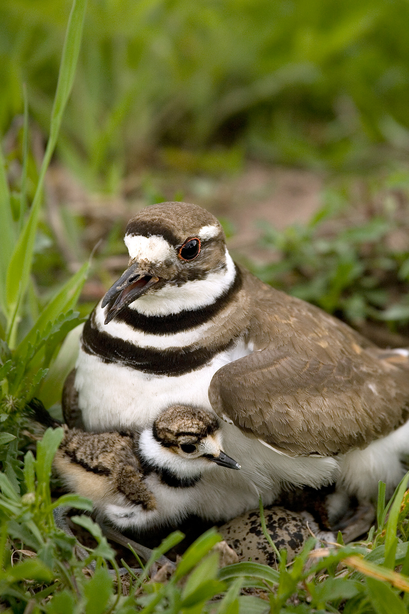 Canon EOS-1D Mark II N + Canon EF 100-400mm F4.5-5.6L IS USM sample photo. Killdeer chick egg. photography