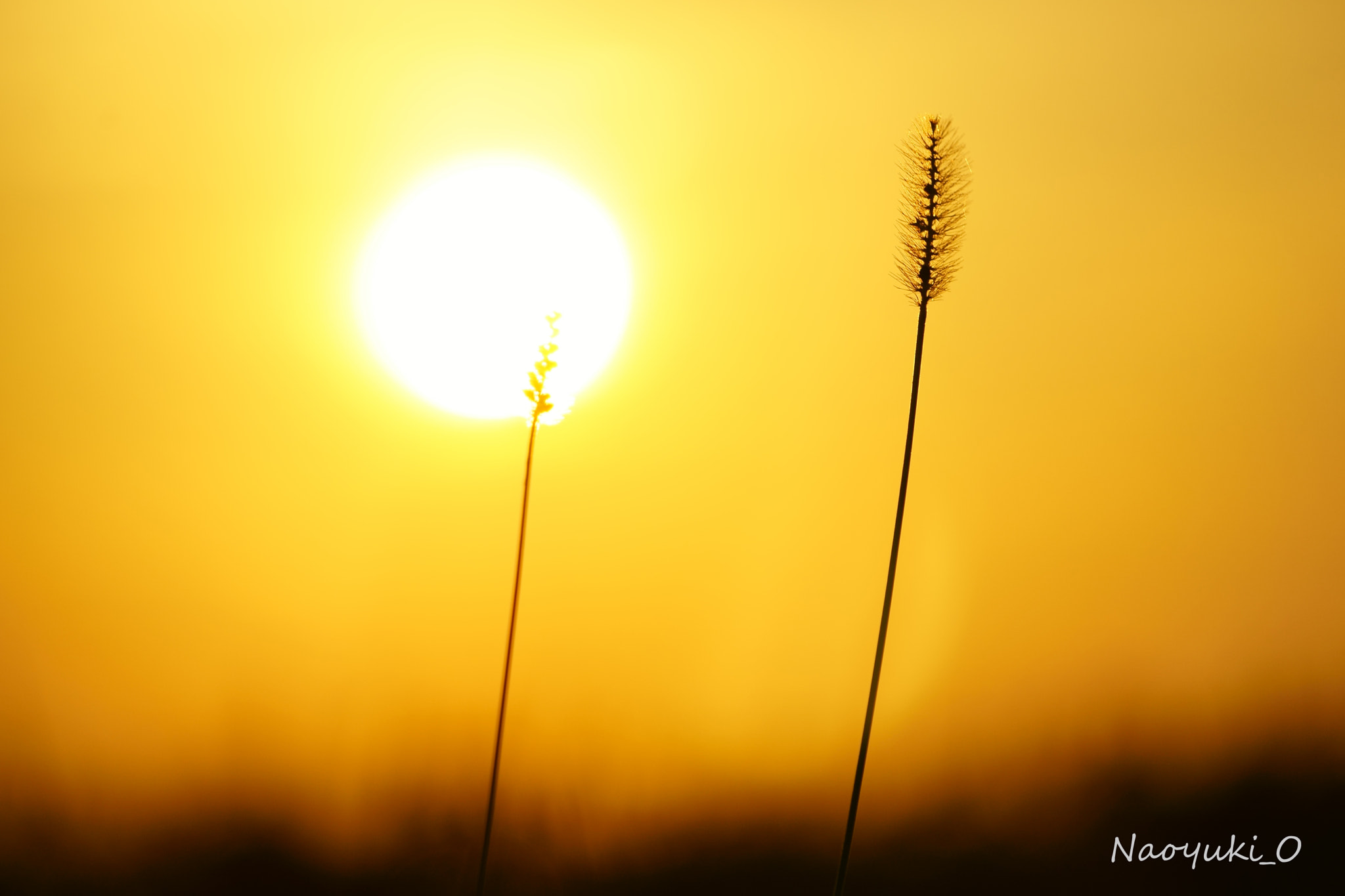 Sony a5100 sample photo. Light candy. photography