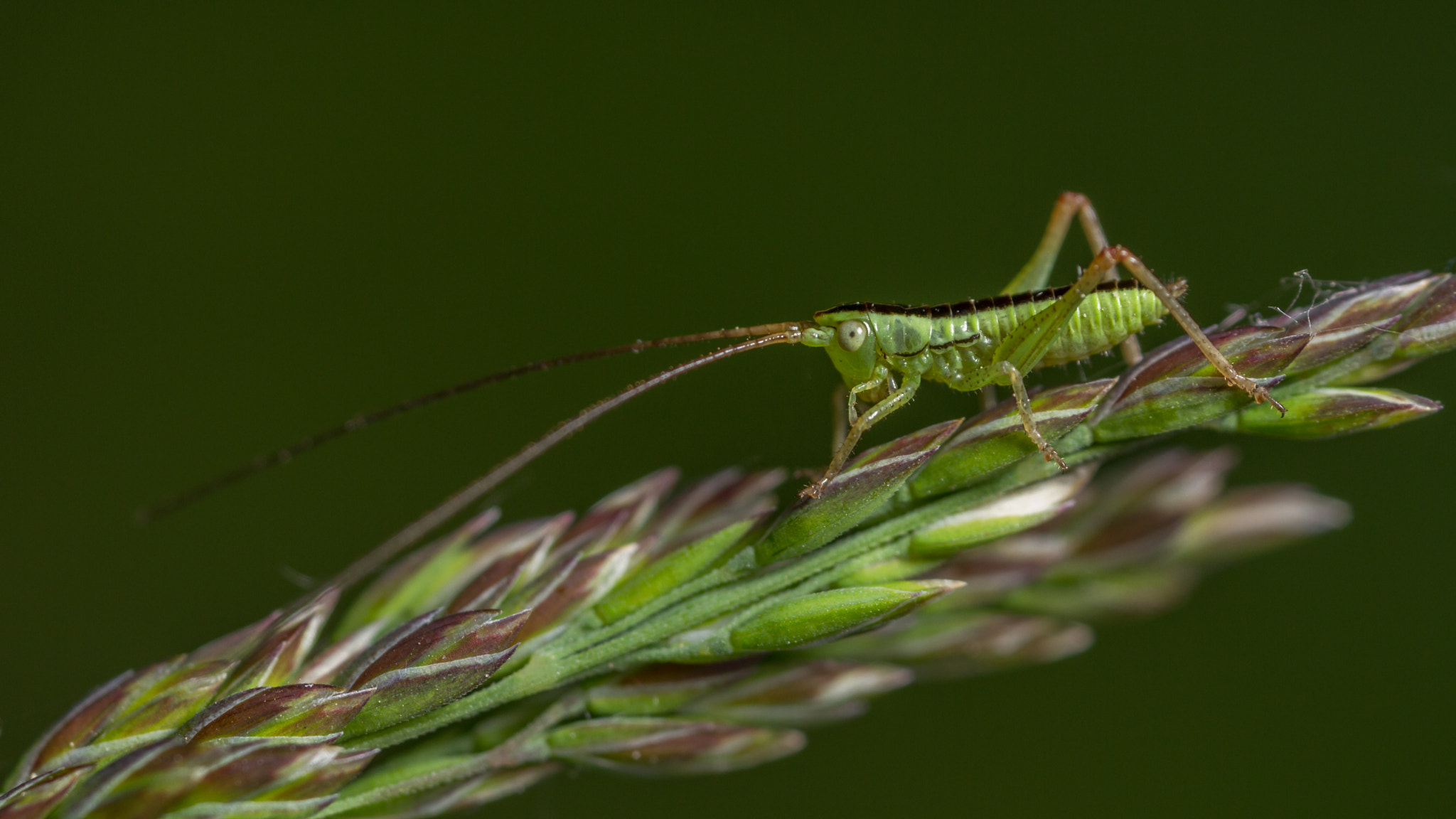 Canon EOS 7D + Canon MP-E 65mm F2.5 1-5x Macro Photo sample photo. Conehead nymph photography