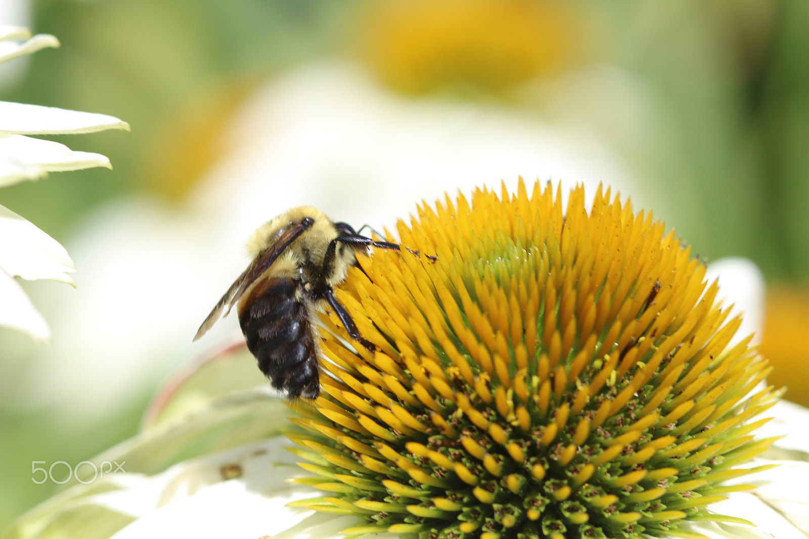 Canon EF 100mm F2.8 Macro USM sample photo. Buzz 1448 photography