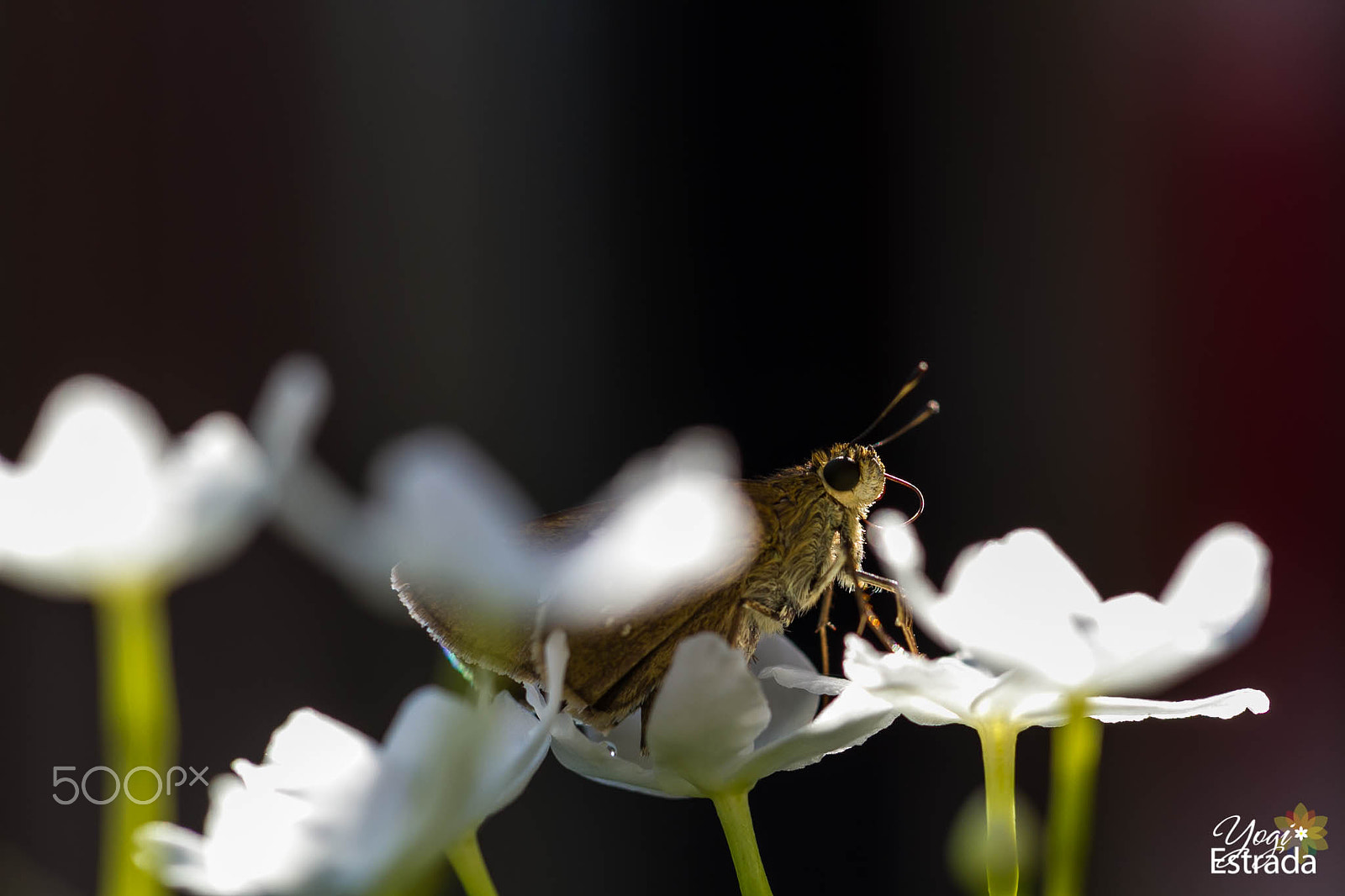 Canon EOS 7D + Canon EF 100mm F2.8L Macro IS USM sample photo. I see you photography