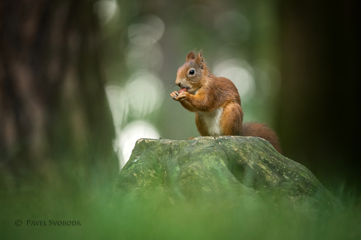 Nikon Nikkor AF-S 300mm F4E PF ED VR sample photo. Squirrel photography