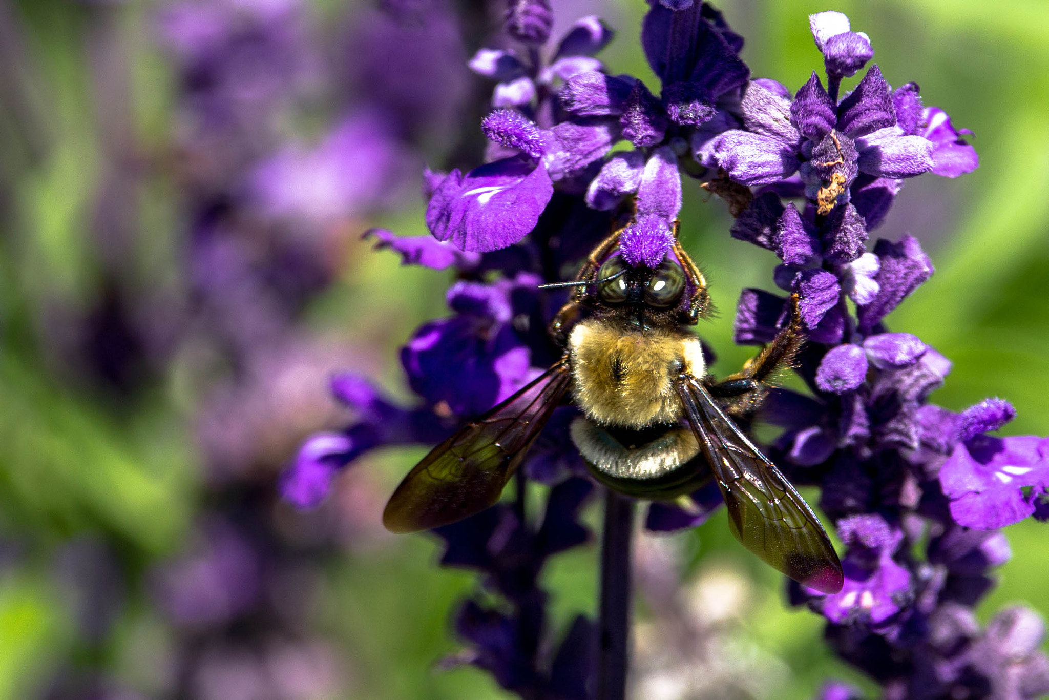 Canon EF-S 55-250mm F4-5.6 IS STM sample photo. Much better processing photography