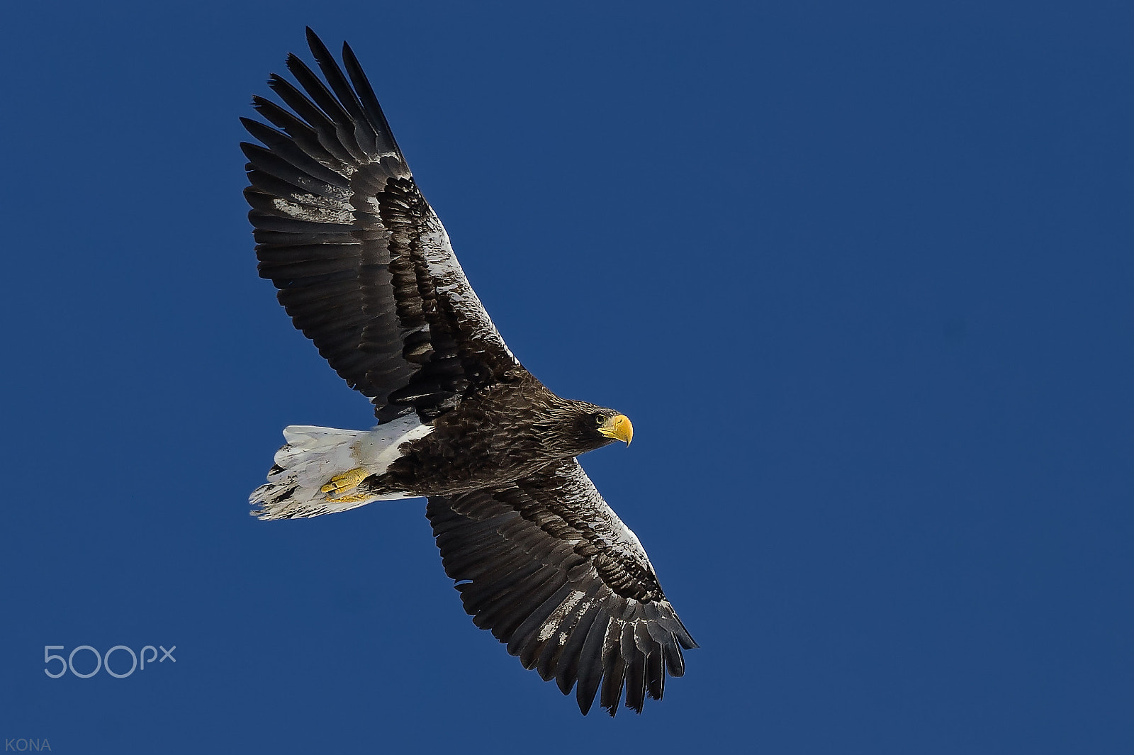 Nikon AF-S Nikkor 400mm F2.8G ED VR II sample photo. Oowasi photography