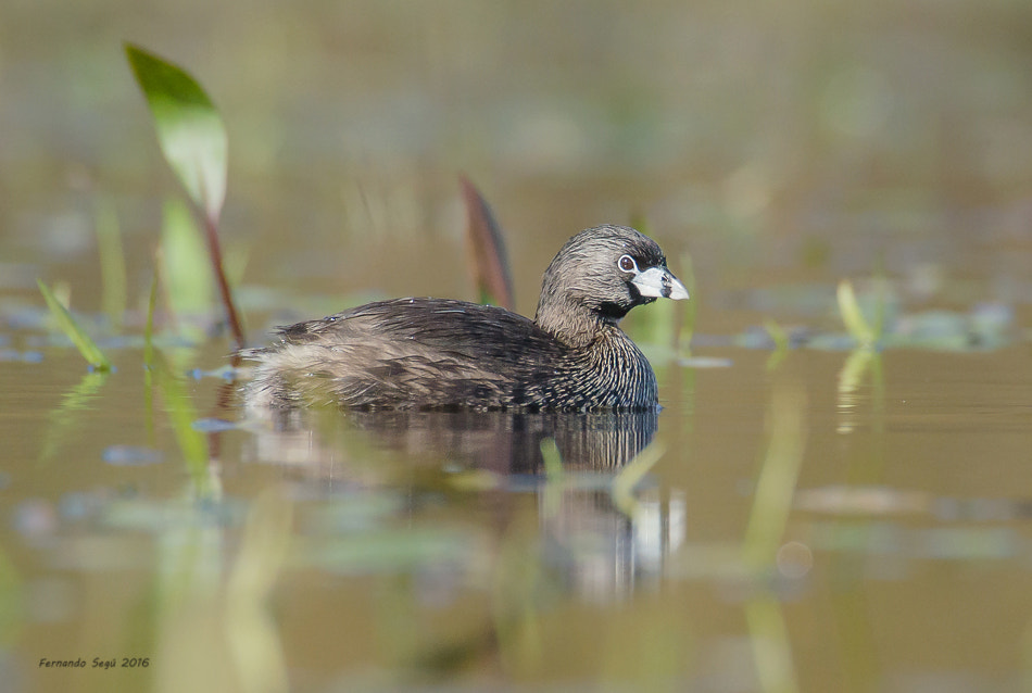 Sigma 50-500mm F4.5-6.3 DG OS HSM sample photo. Pied billed grebe photography