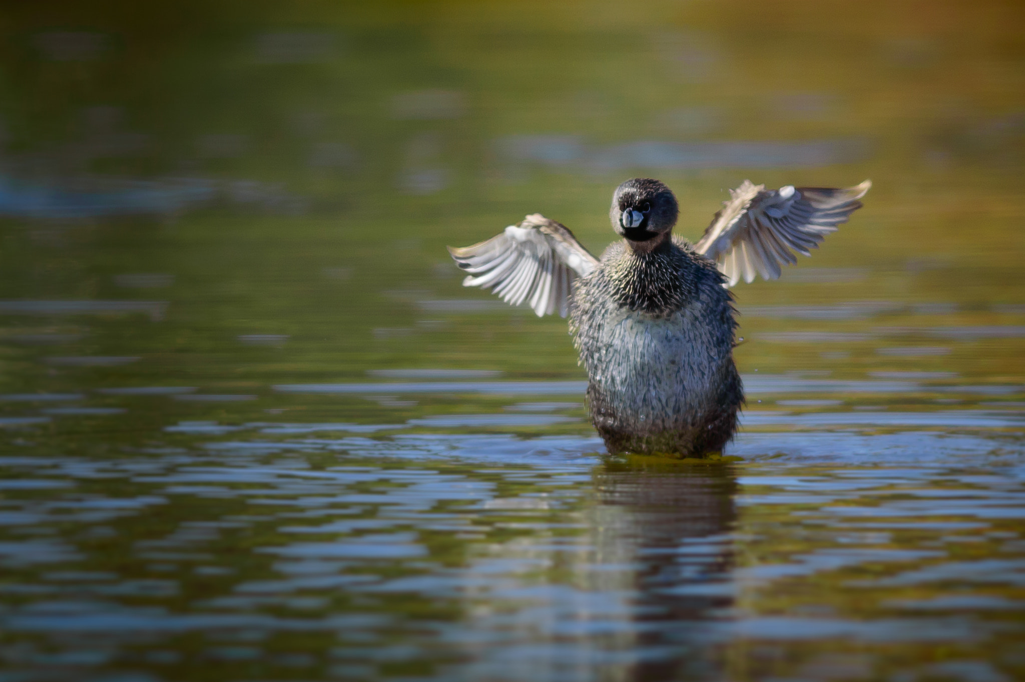 Nikon D3200 + Nikon AF-S Nikkor 300mm F4D ED-IF sample photo. Picurio: stretching the wings! photography