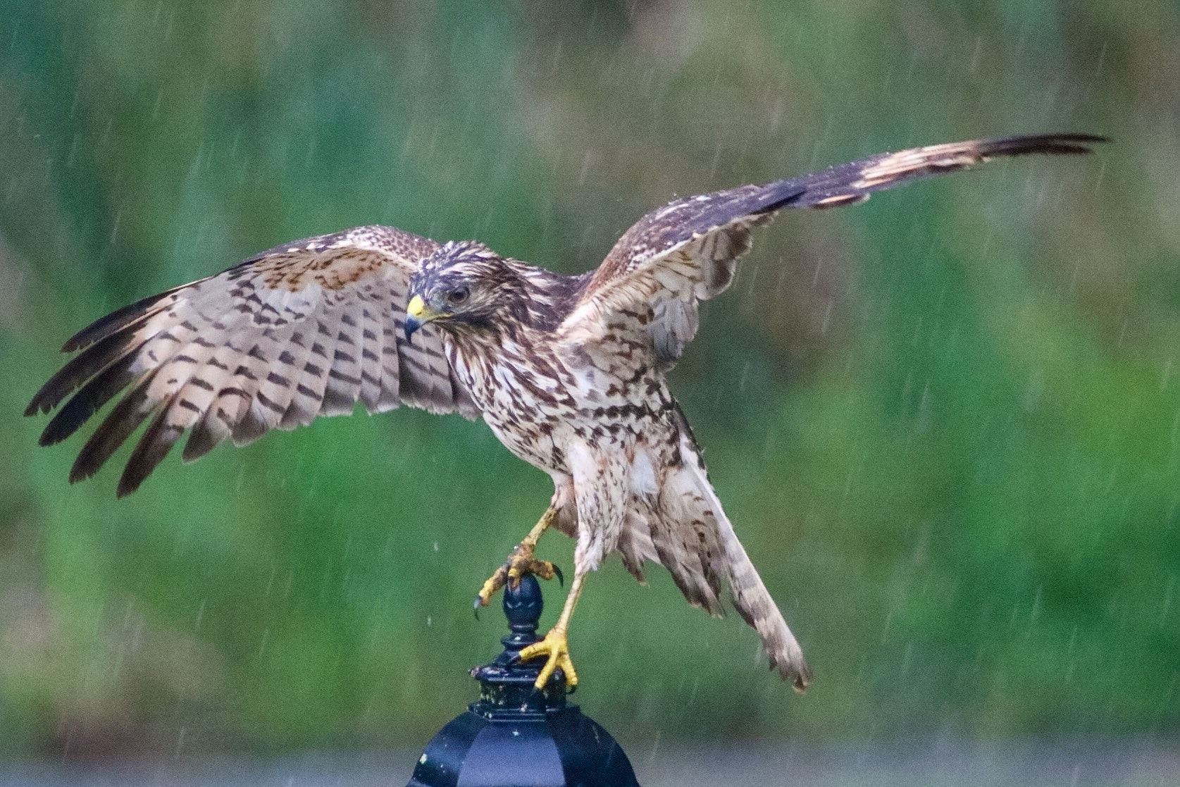 Canon EOS 760D (EOS Rebel T6s / EOS 8000D) + Canon EF 70-200mm F2.8L USM sample photo. Our hawk in the rain this evening in our backyard. photography