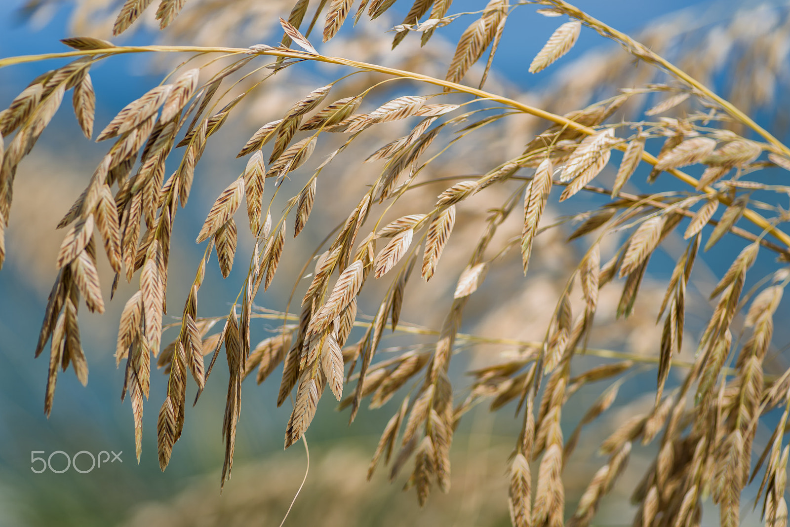 Nikon D750 + Tokina AT-X Pro 100mm F2.8 Macro sample photo. Sea oats photography