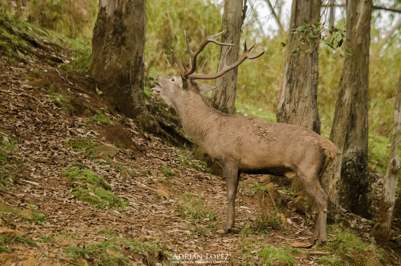 Sigma 150-500mm F5-6.3 DG OS HSM sample photo. Berrea cantabria photography