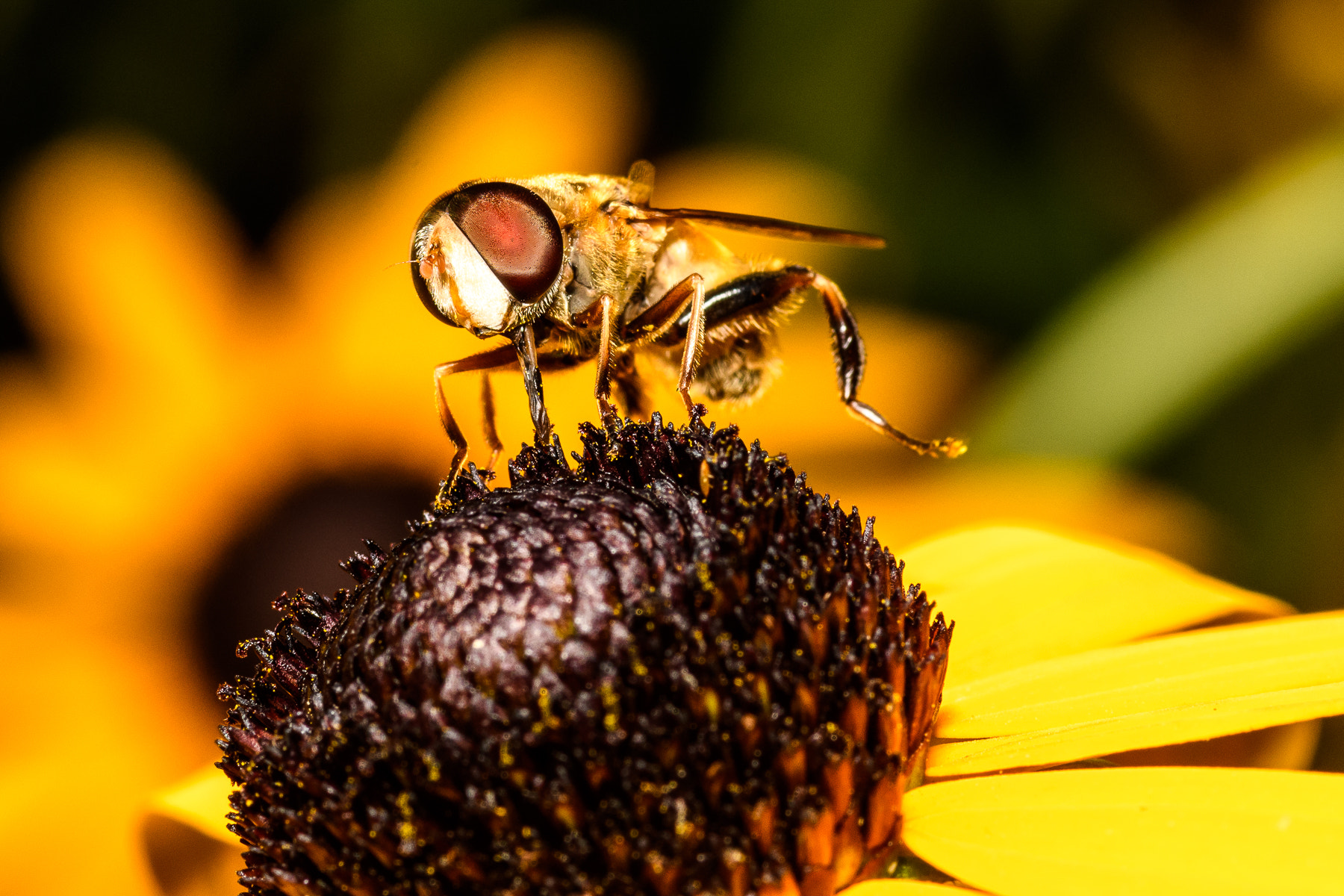 Nikon D500 + Tokina AT-X Pro 100mm F2.8 Macro sample photo. Fly...or dog? :) photography