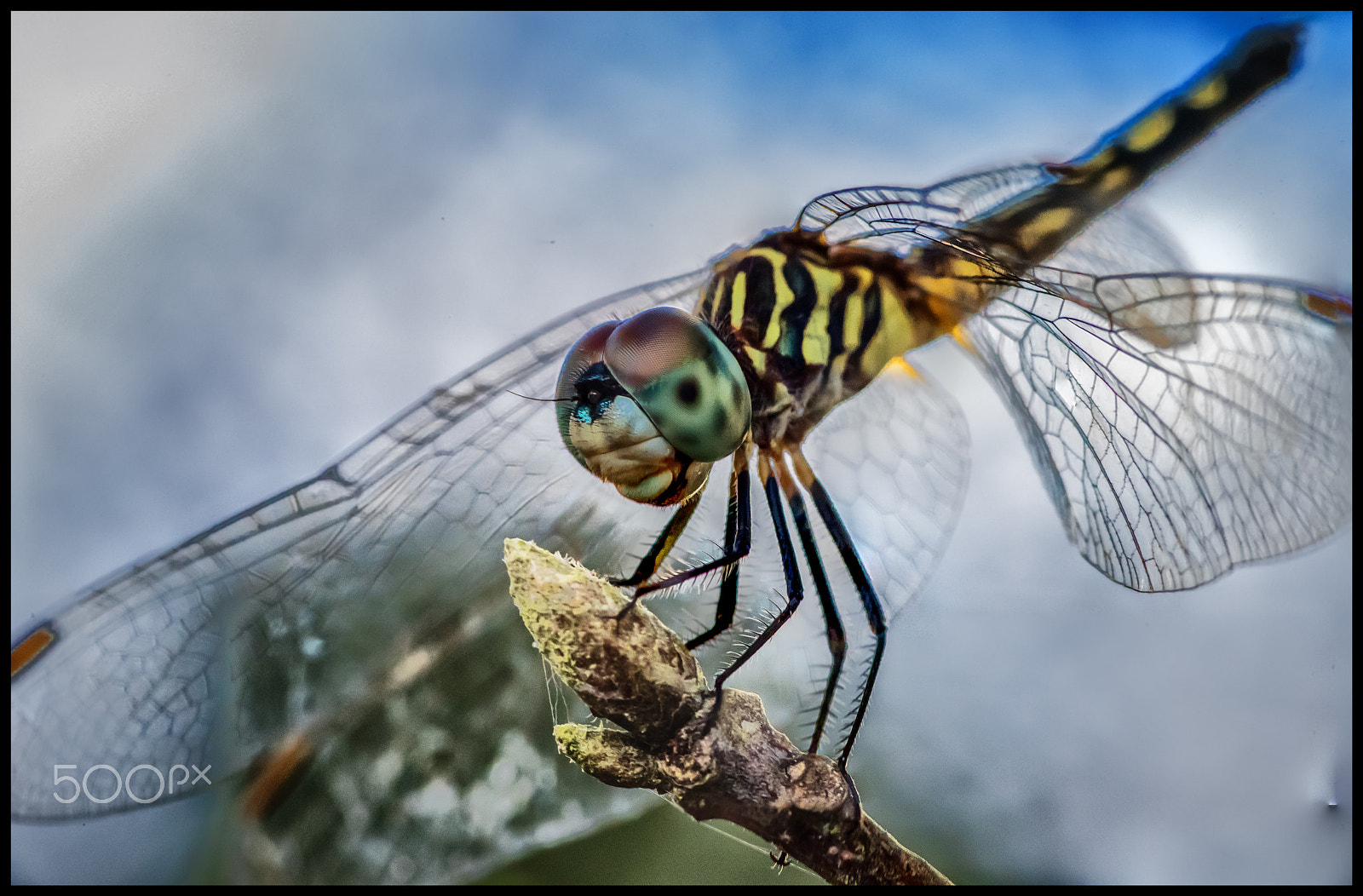 Tokina AT-X Pro 100mm F2.8 Macro sample photo. Dragonfly photography