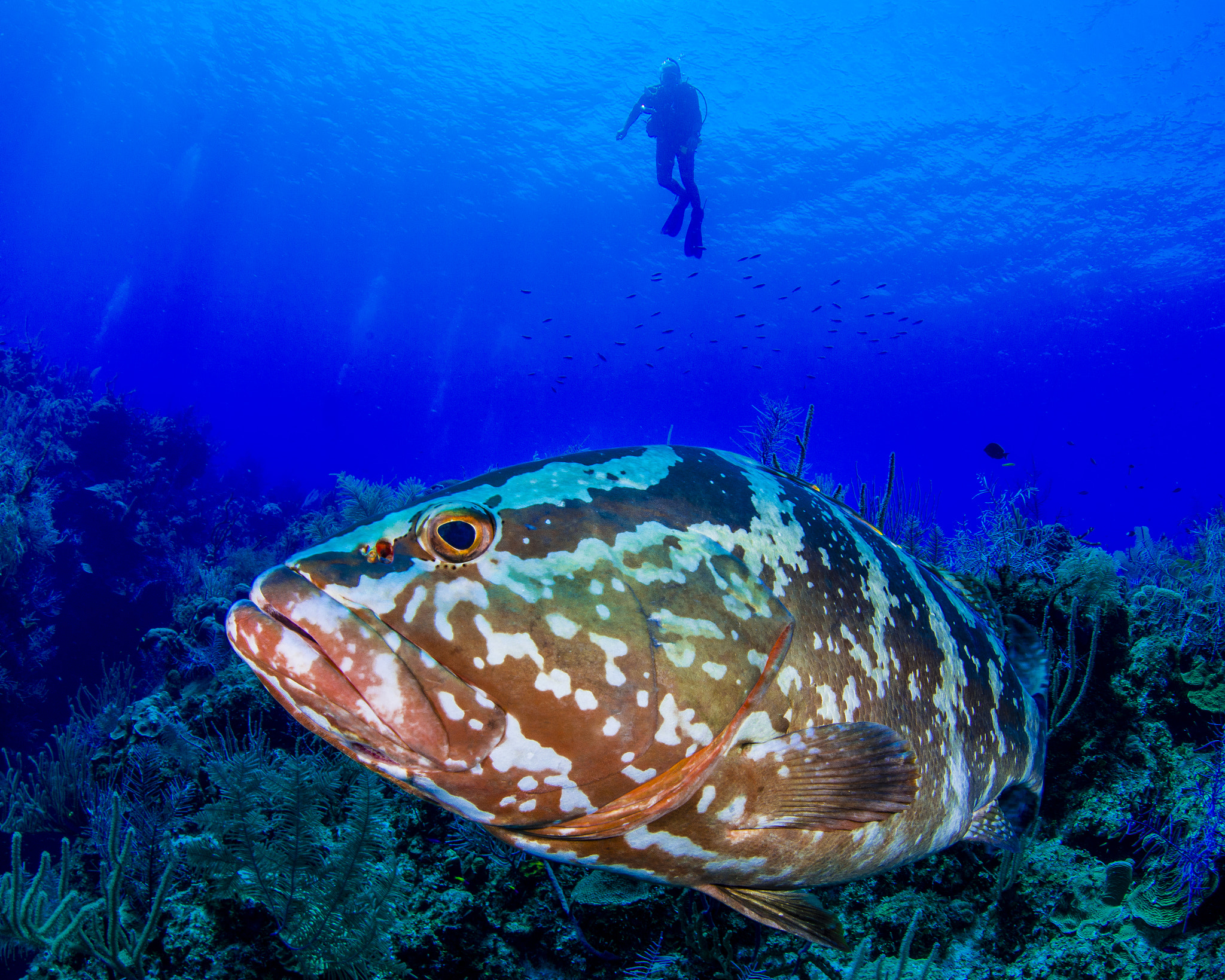 Nikon D800 + Sigma 15mm F2.8 EX DG Diagonal Fisheye sample photo. Grouper photography