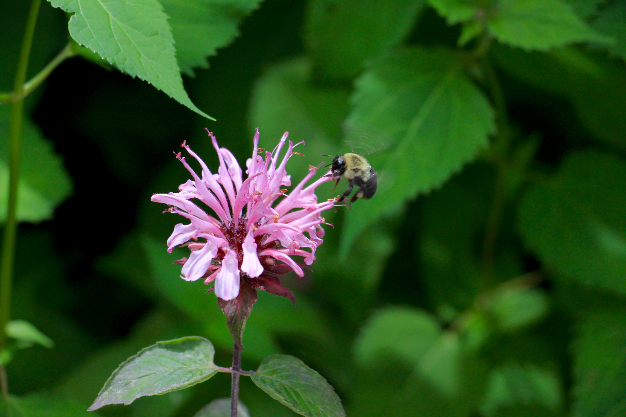 Canon EOS 500D (EOS Rebel T1i / EOS Kiss X3) sample photo. Bee in landing mode photography
