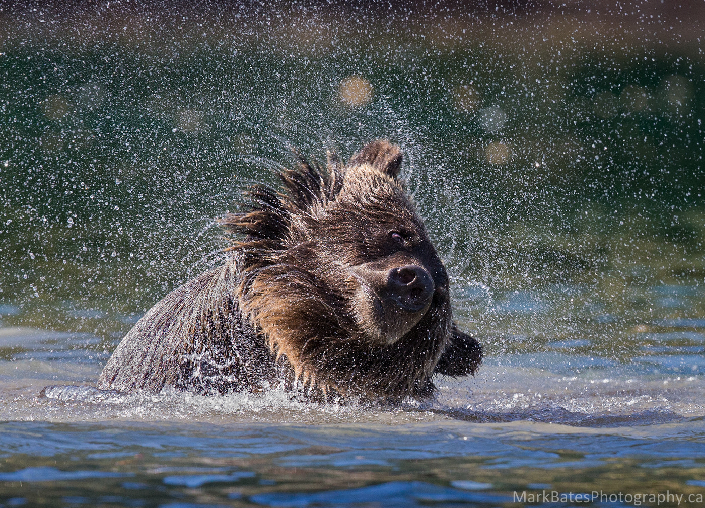 Canon EF 500mm F4L IS II USM sample photo. The big shake photography