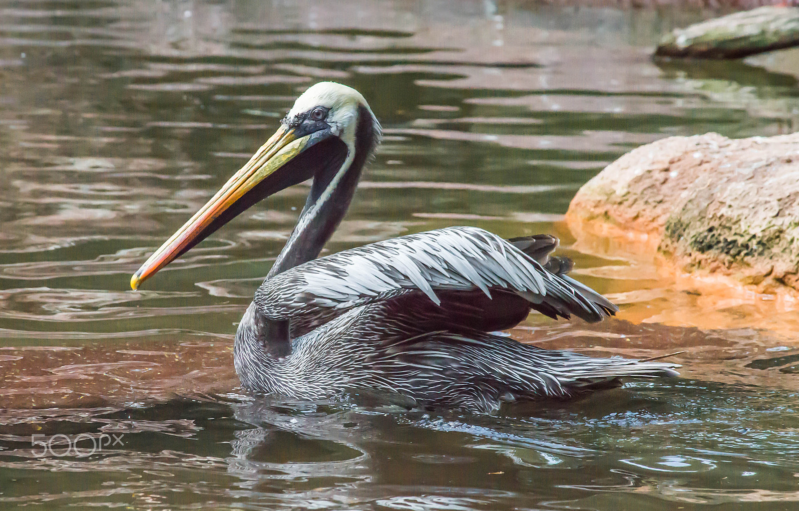 Sony a99 II + Minolta AF 80-200mm F2.8 HS-APO G sample photo. Swimming pelican photography