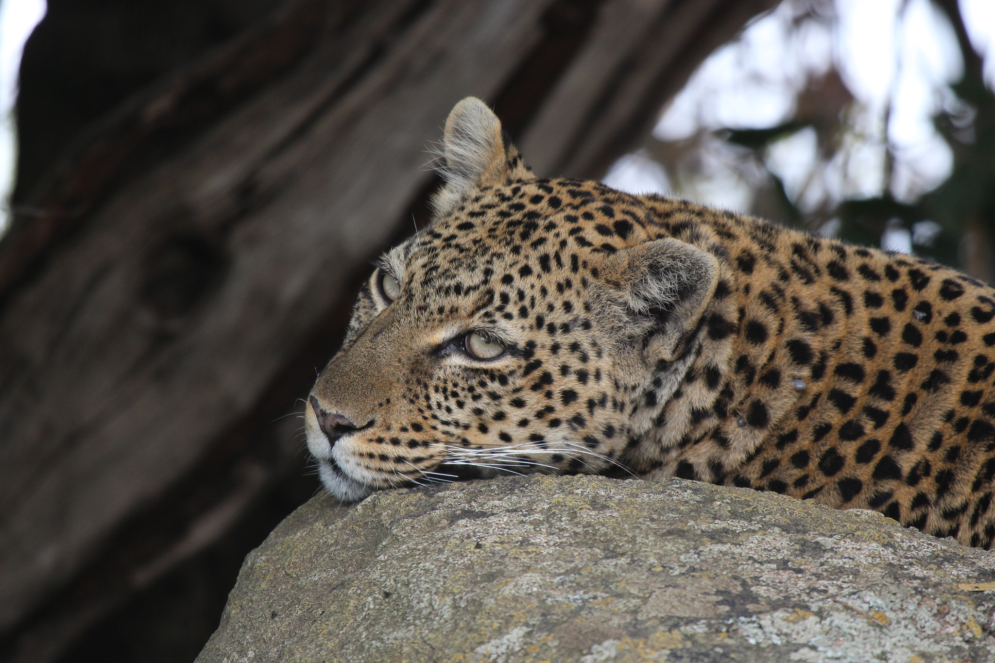 Canon EF 100-400mm F4.5-5.6L IS USM sample photo. Resting leopard photography
